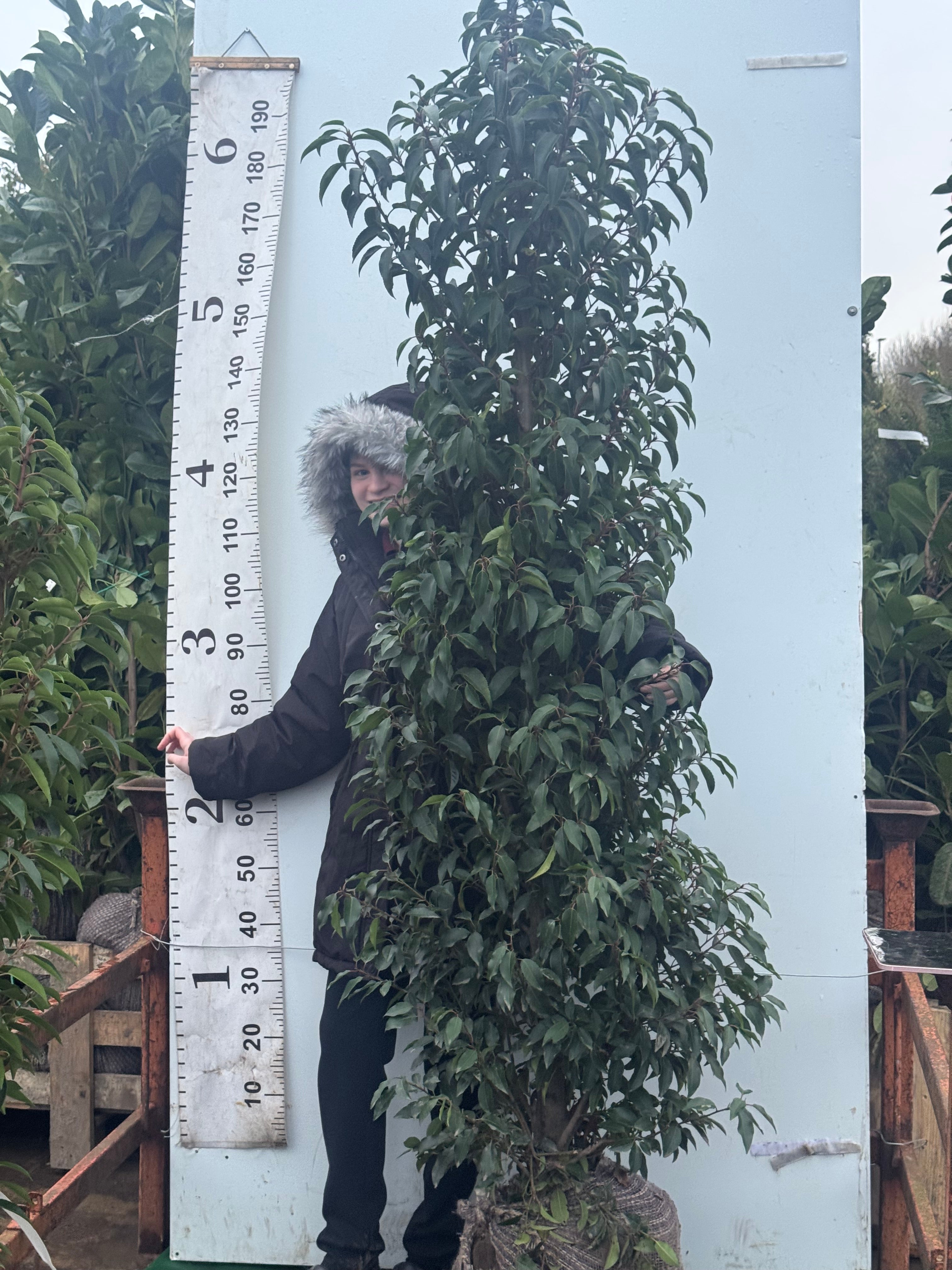 Portuguese Laurel (Prunus Lusitanica) Rootball 200-225cm - Premium Quality