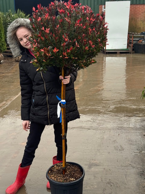 Photinia Little Red Robin 1/2 Standard, 100-110cm Stem |Total Height 150-170cm| Head Diameter 40cm