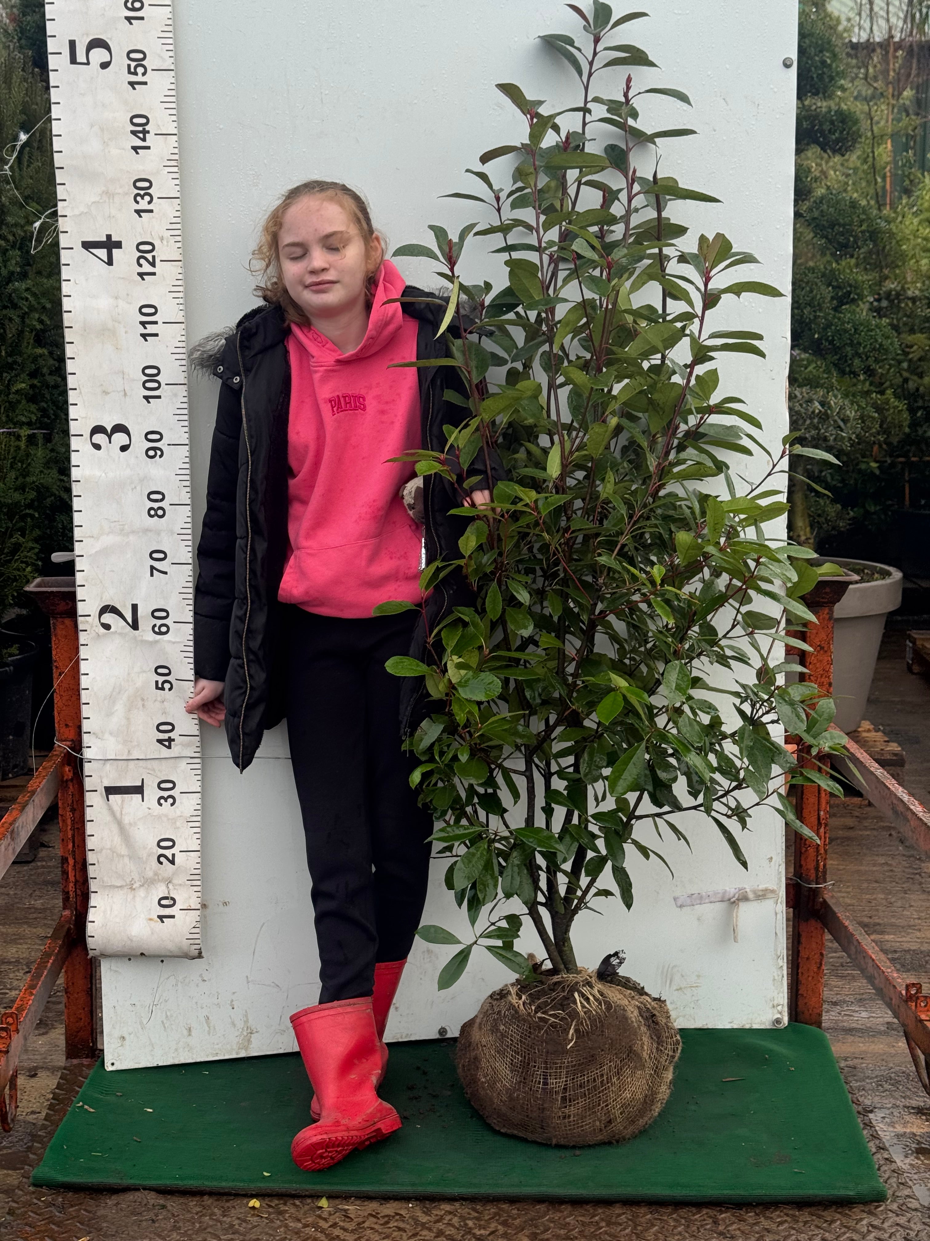 Photinia Red Robin 150cm Rootball