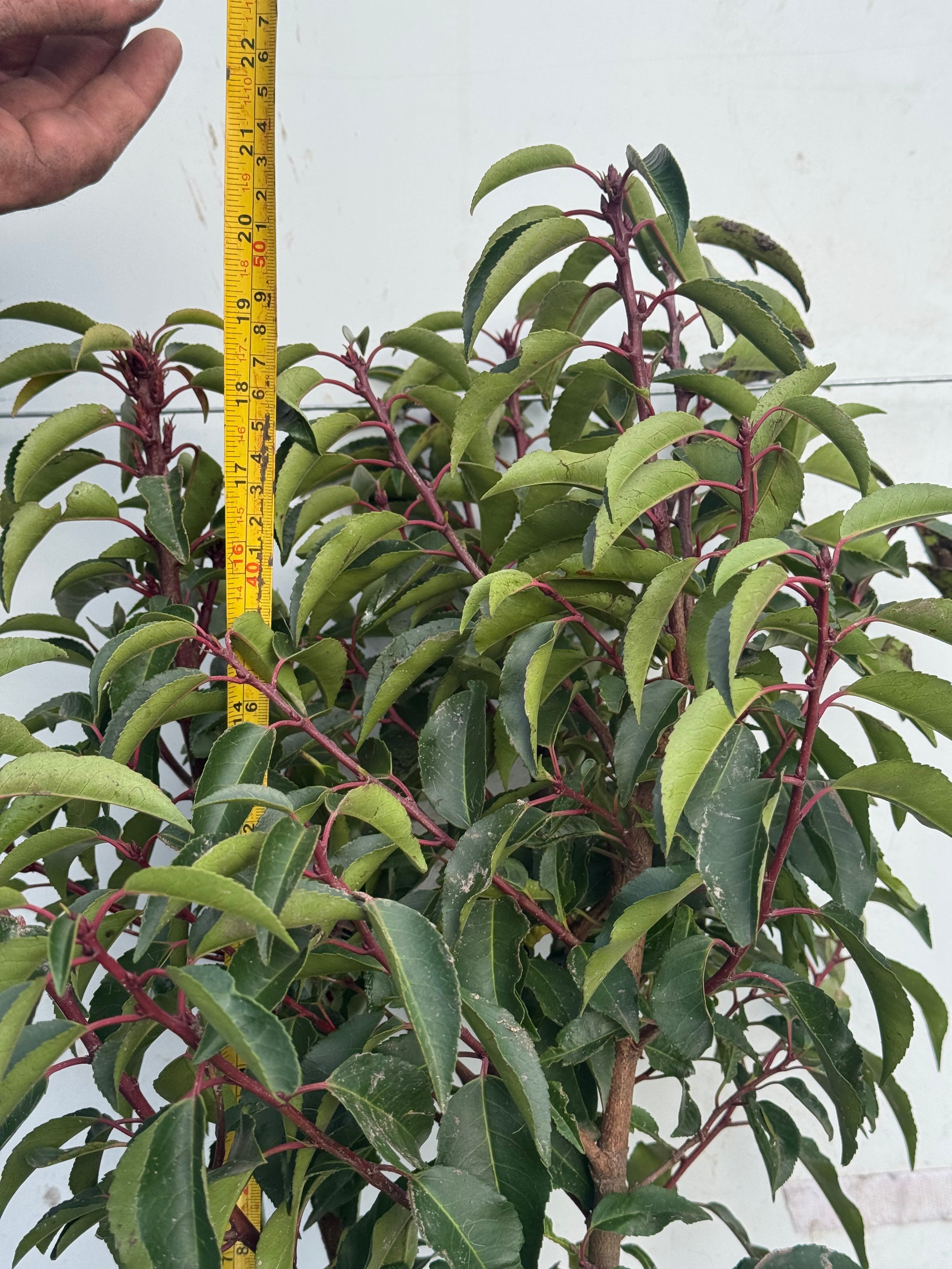 Portuguese Laurel (Prunus Lusitanica) Rootball 40-60cm - Premium Quality