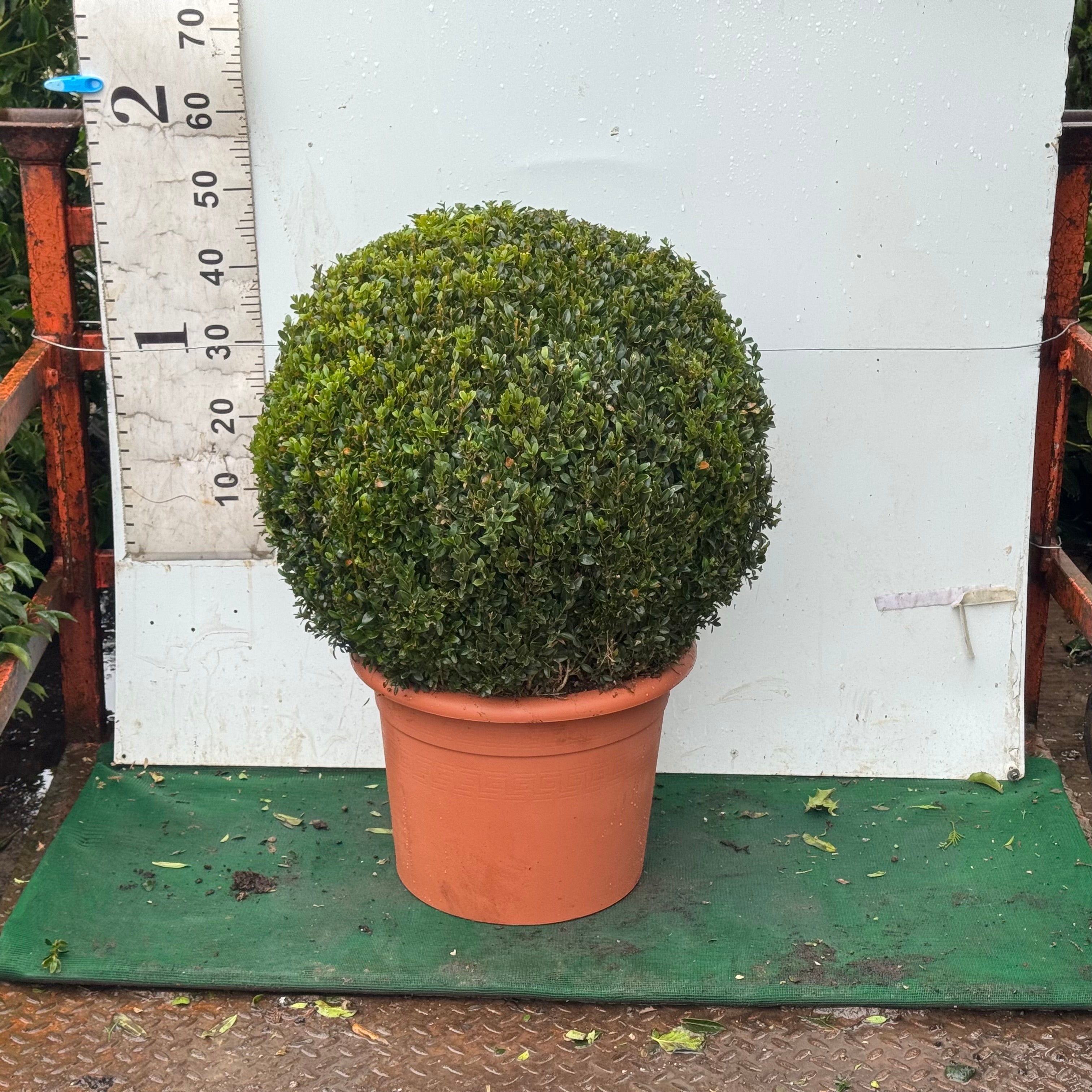 Buxus sempervirens Ball 60-65cm Diameter