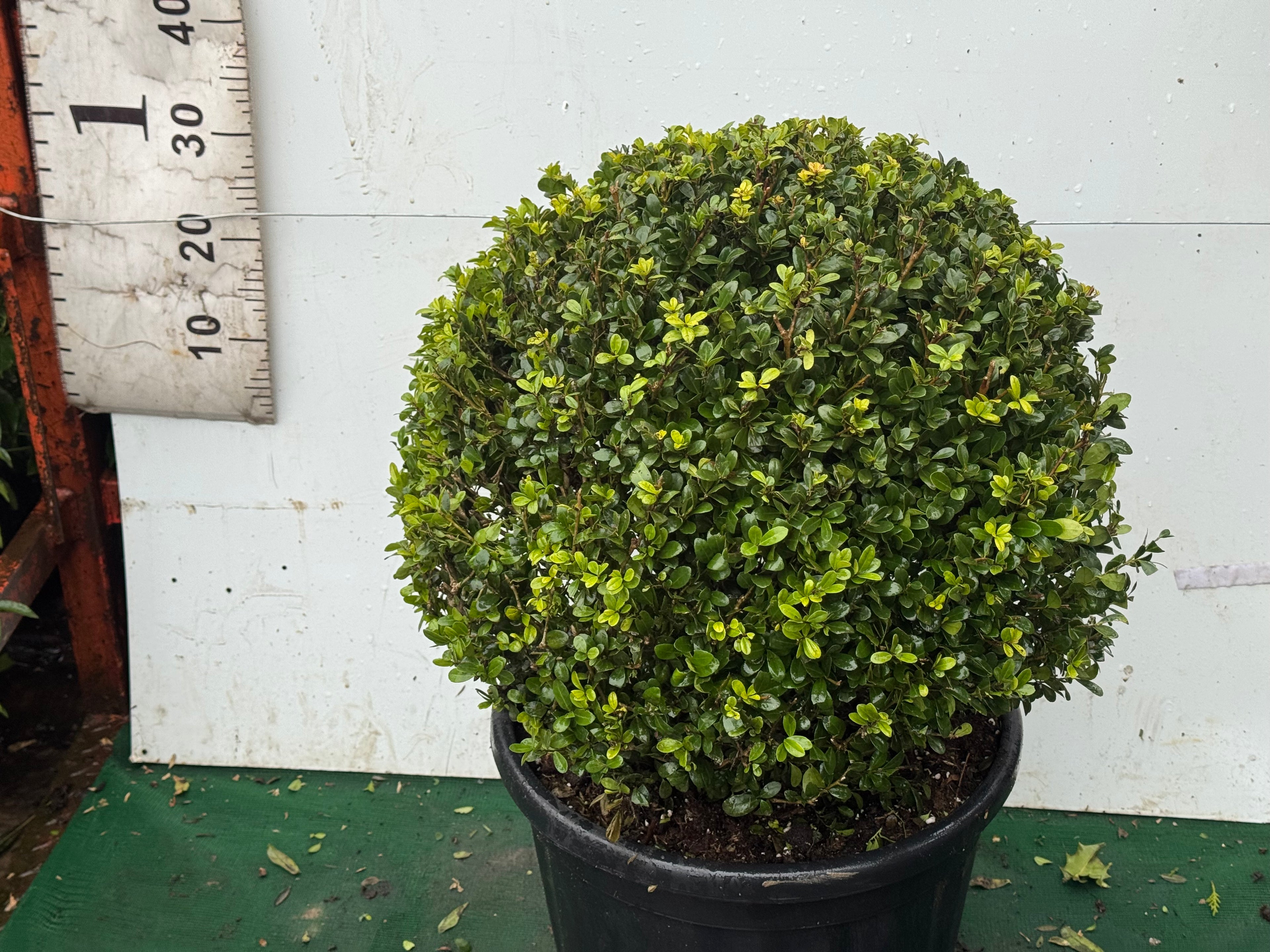 Ilex Crenata &