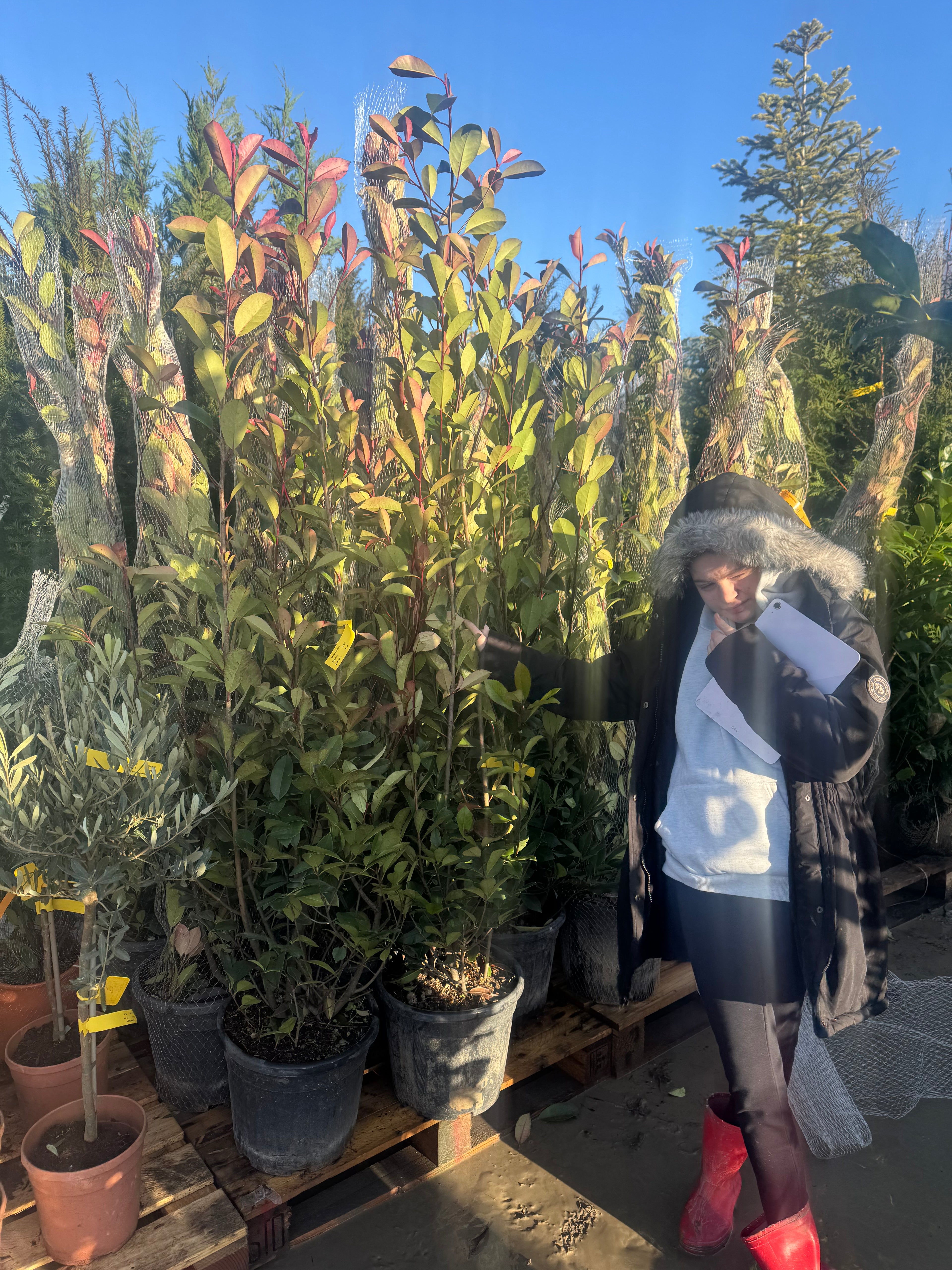 Photinia Red Robin 150-180cm 18lt