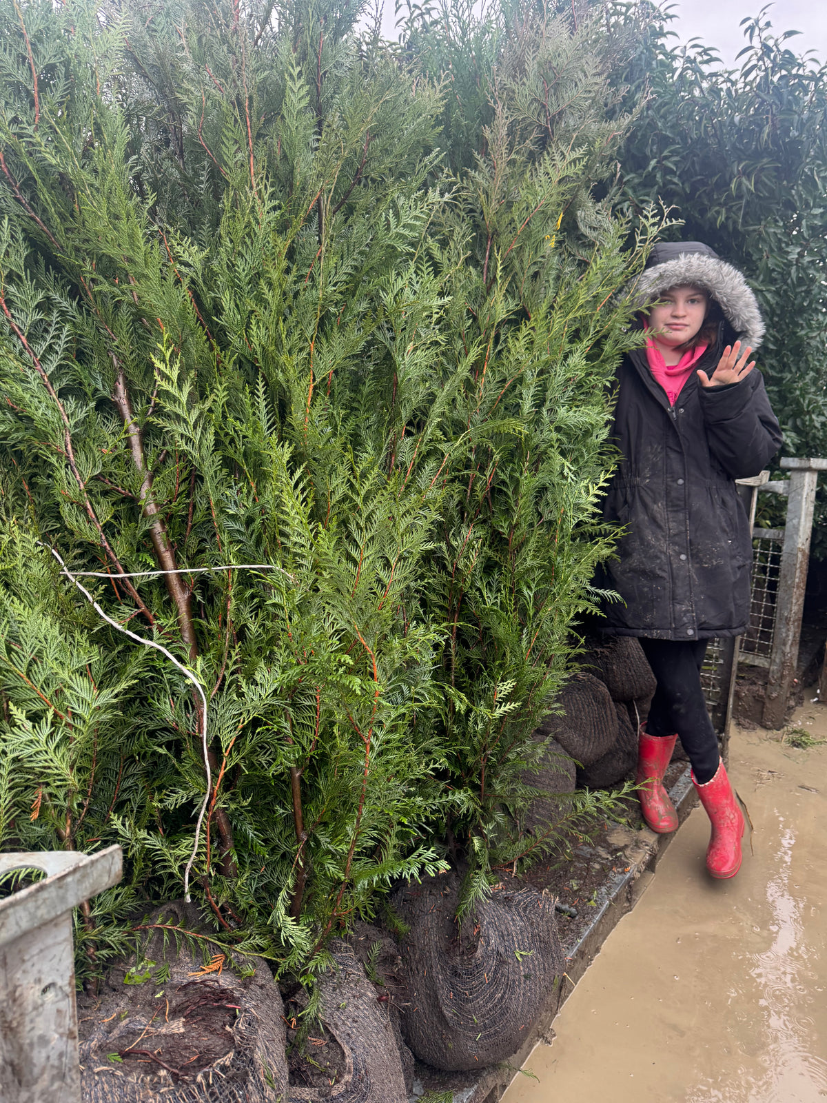 Thuja Plicata Atrovirens 150-175cm (Rootball) (Pre-Order Only - 10% Deposit)