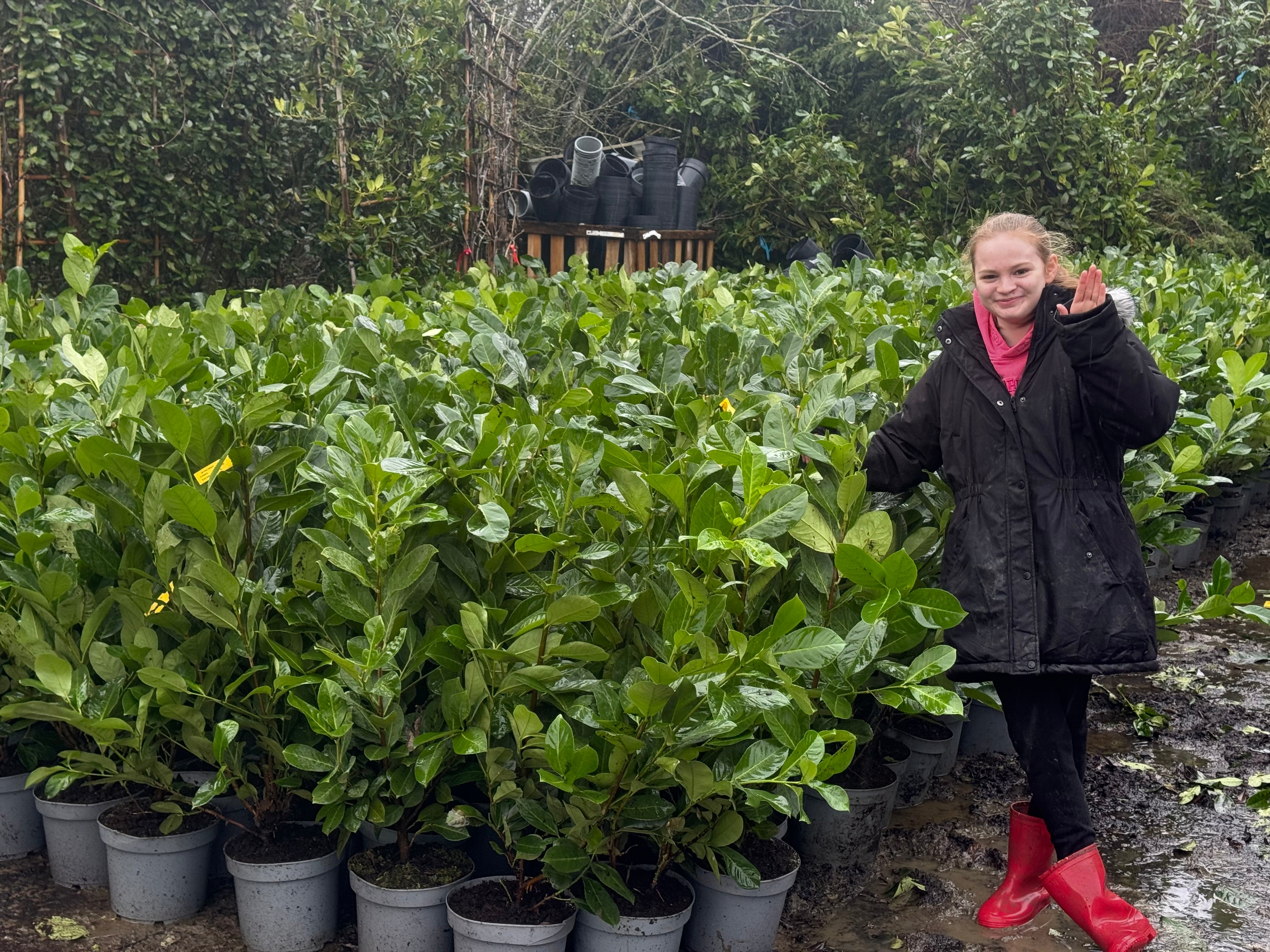 100x Cherry Laurel (Prunus Laur. Rotundifolia) 80-100cm Potted 7.5lt - PALLET DEAL - ONLY £12 PER PLANT - Ends Midnight Monday 9TH February