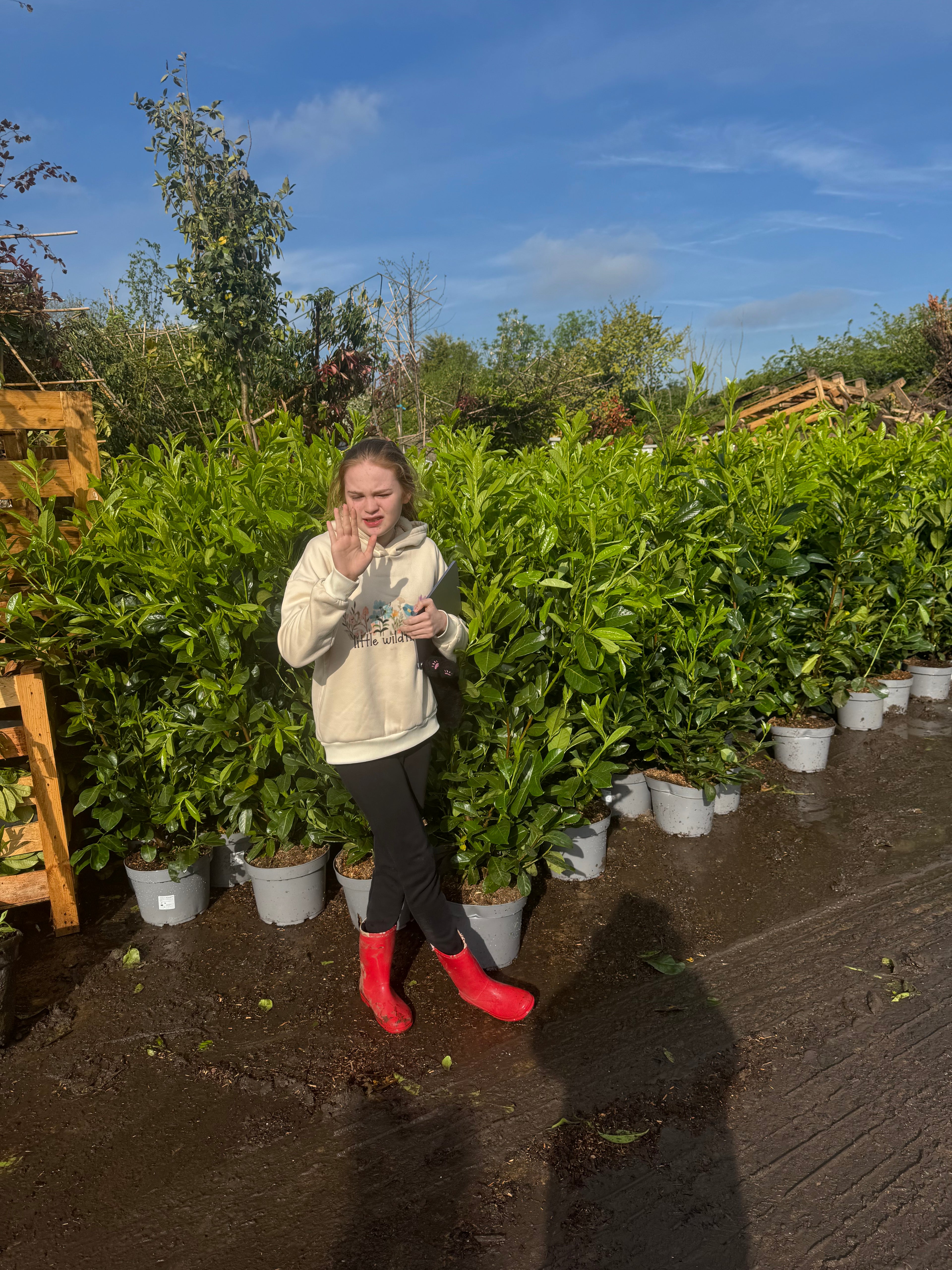Cherry Laurel (Prunus Laur. Rotundifolia) 10 litre 1.2M-1.4M