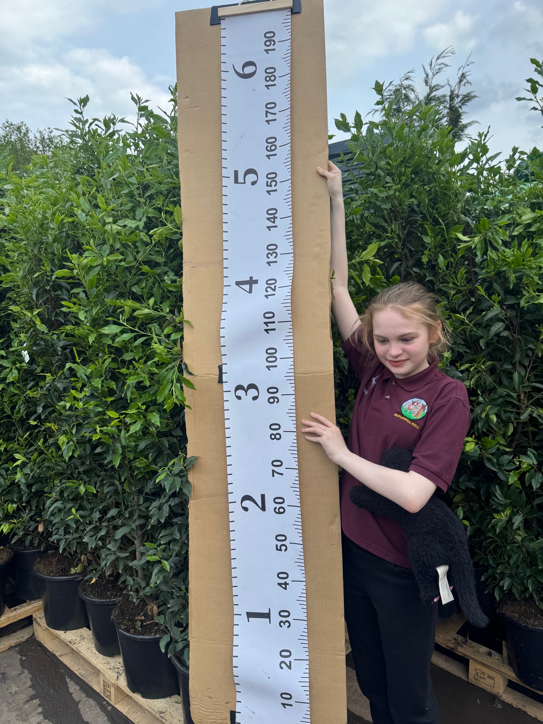 Portuguese Laurel (Prunus Lusitanica) 150-180cm 15 Litre Pot