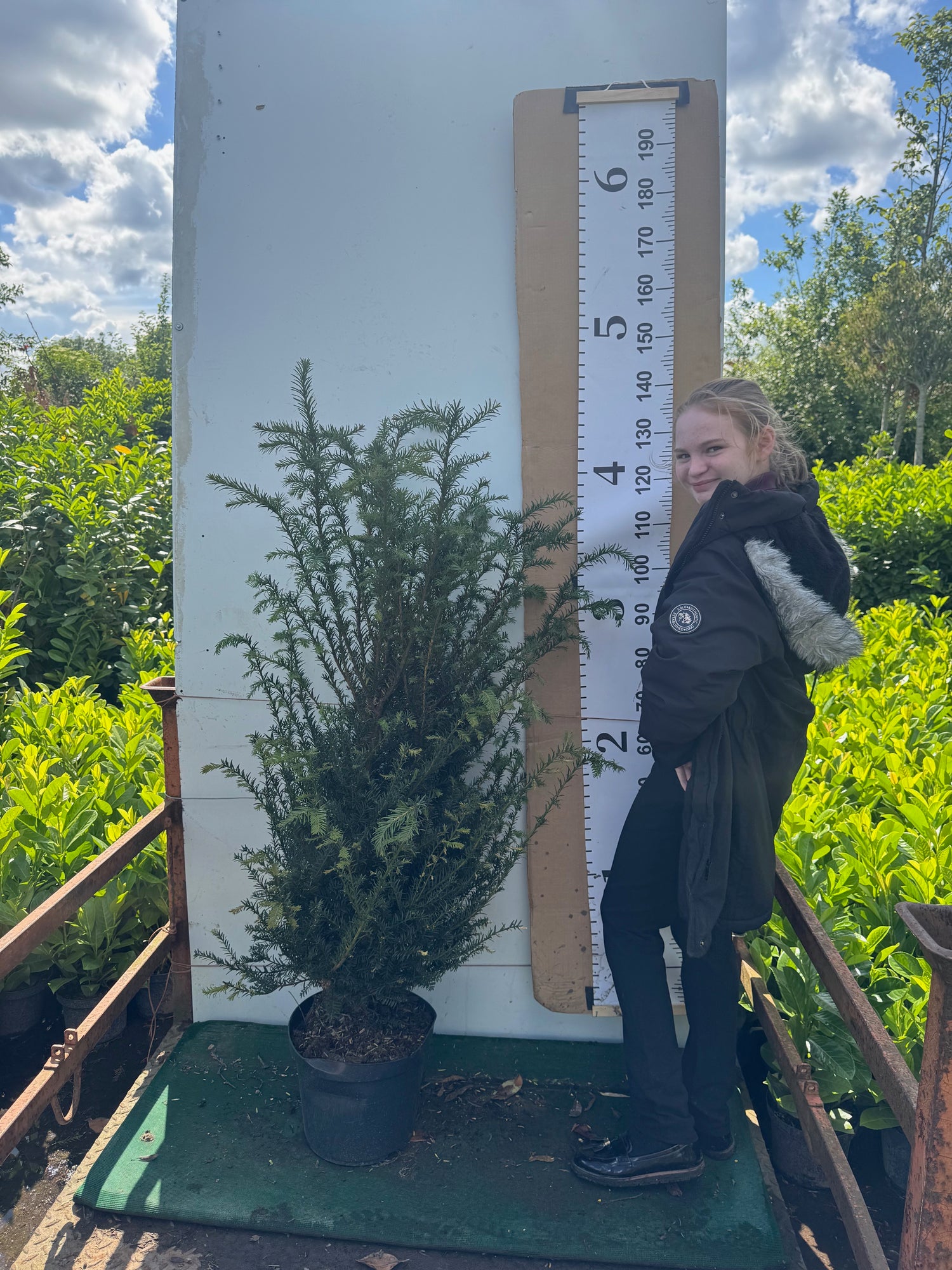 English Yew (Taxus Baccata) Potted 12 litre pot 1.2-1.3m