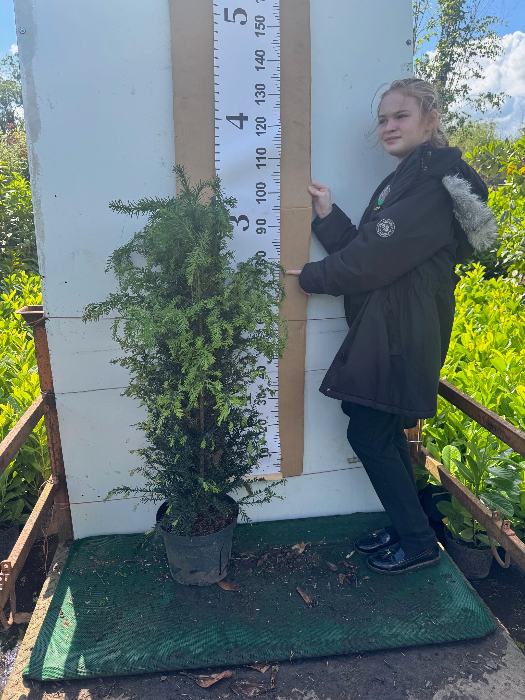 English Yew (Taxus Baccata) Potted 7.5 litre pot 80-100cm actual height without pot
