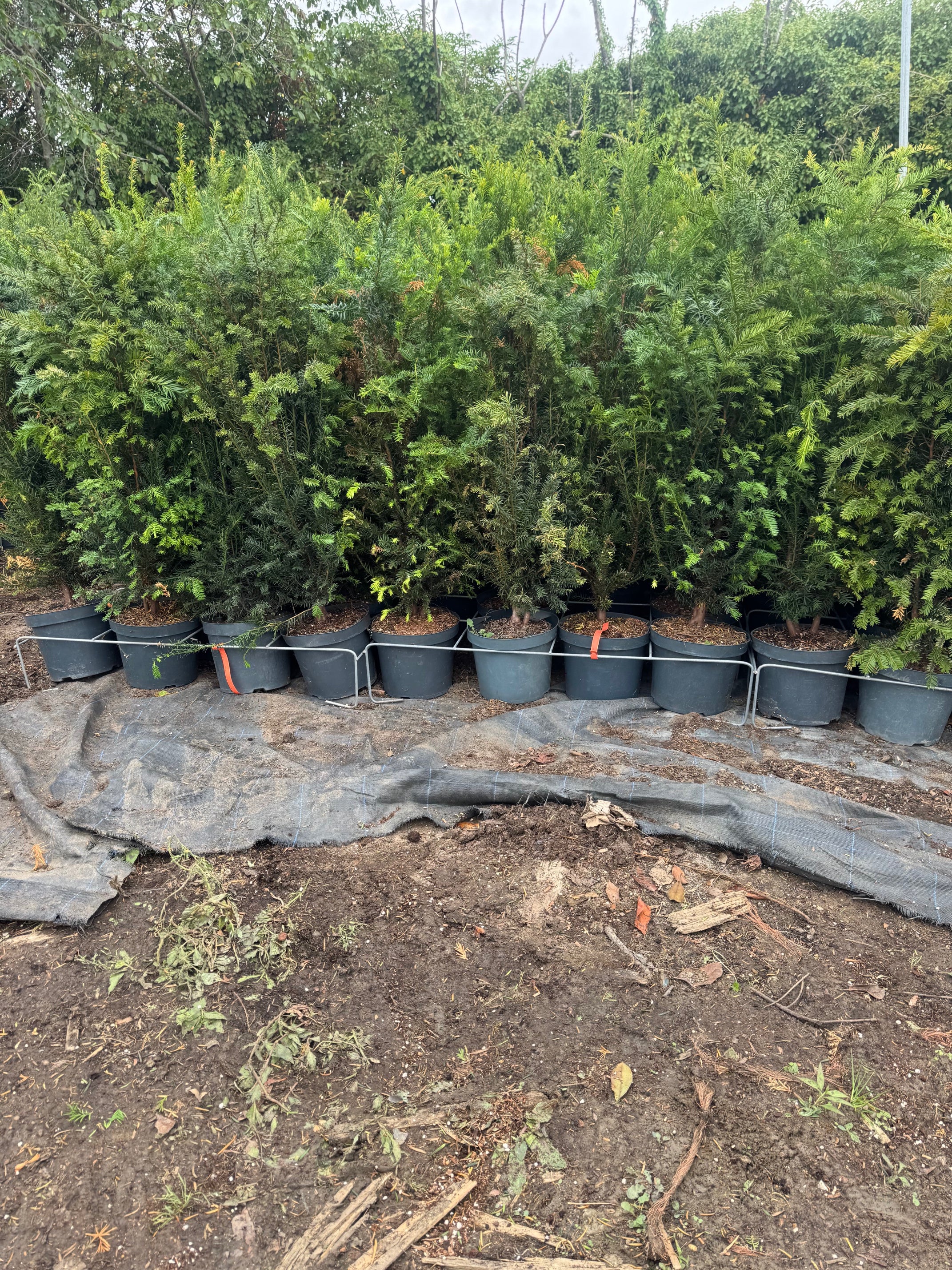 English Yew (Taxus Baccata) 120-130cm 7.5 Litre Potted Hedging Plant