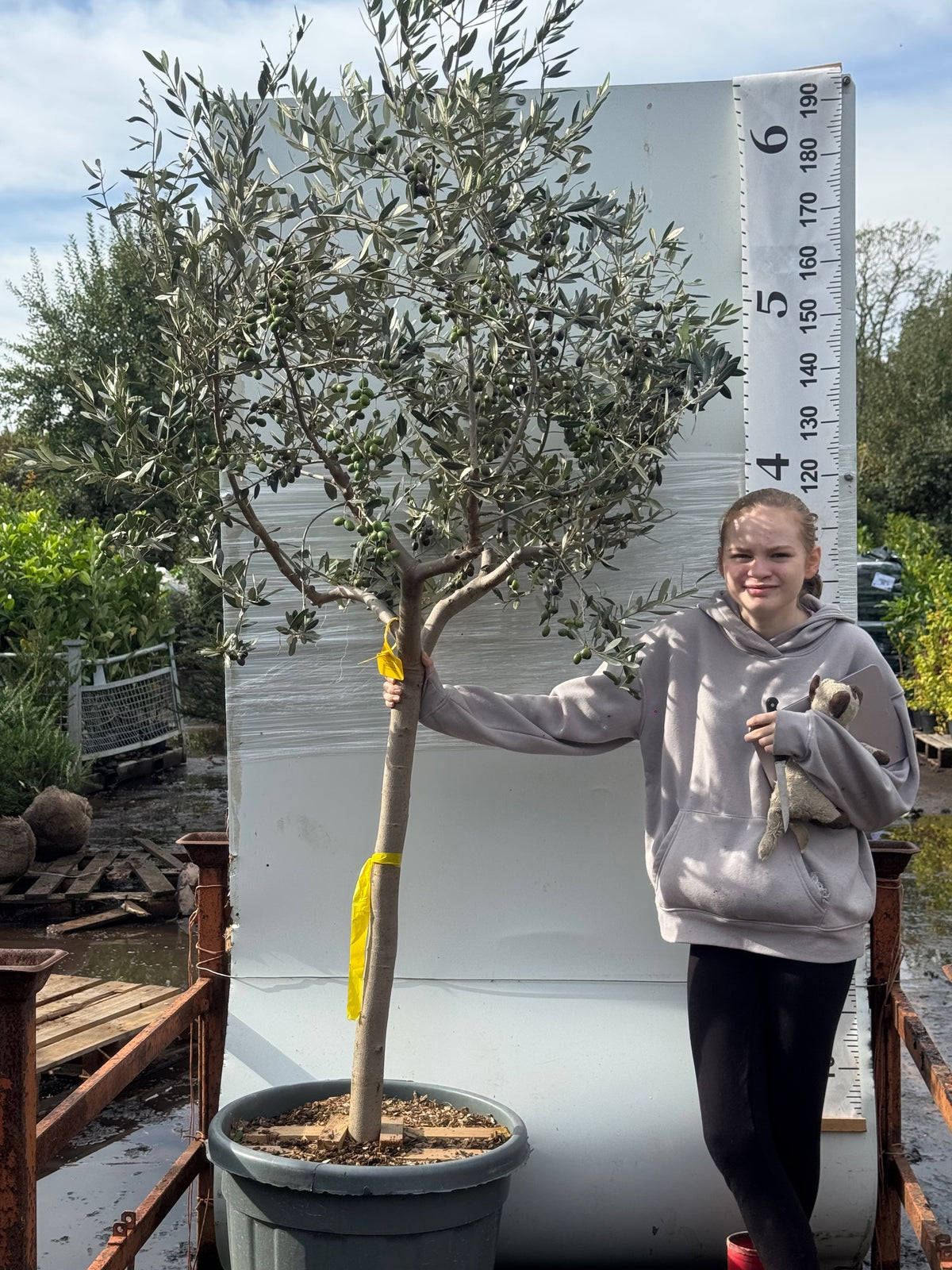 Olive Tree 2 meters high including pot height - 14/16cm girth