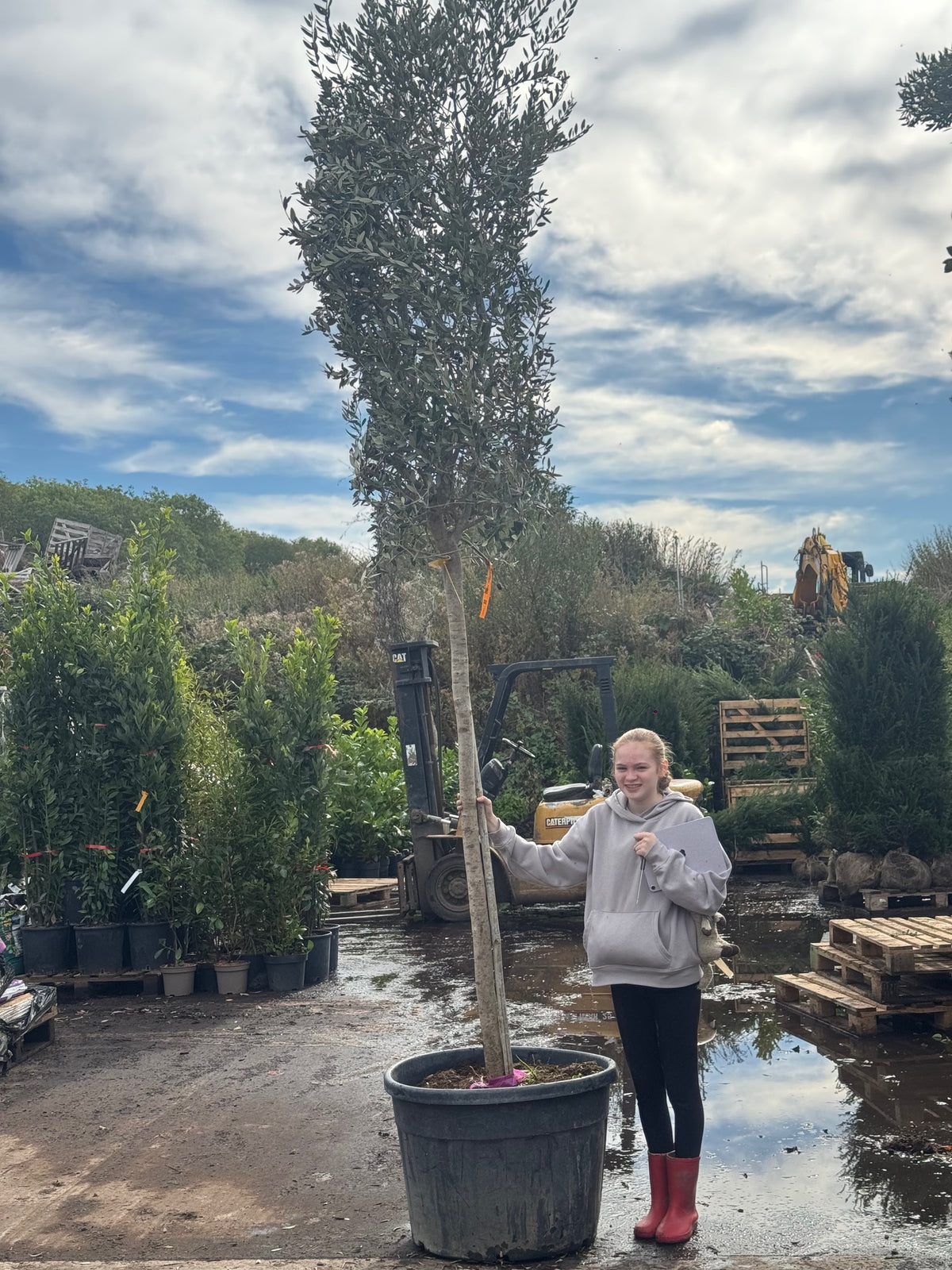 Olive Tree 3 meters high including pot height - 18-20CM GIRTH