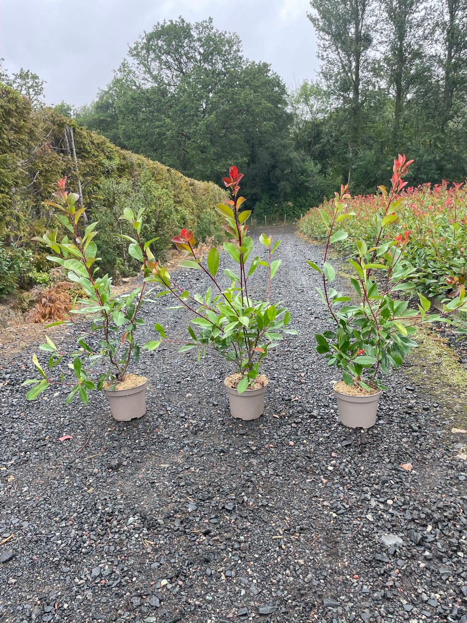 Photinia Red Robin 100-120cm 5 Litre Pallet Deal (x20)