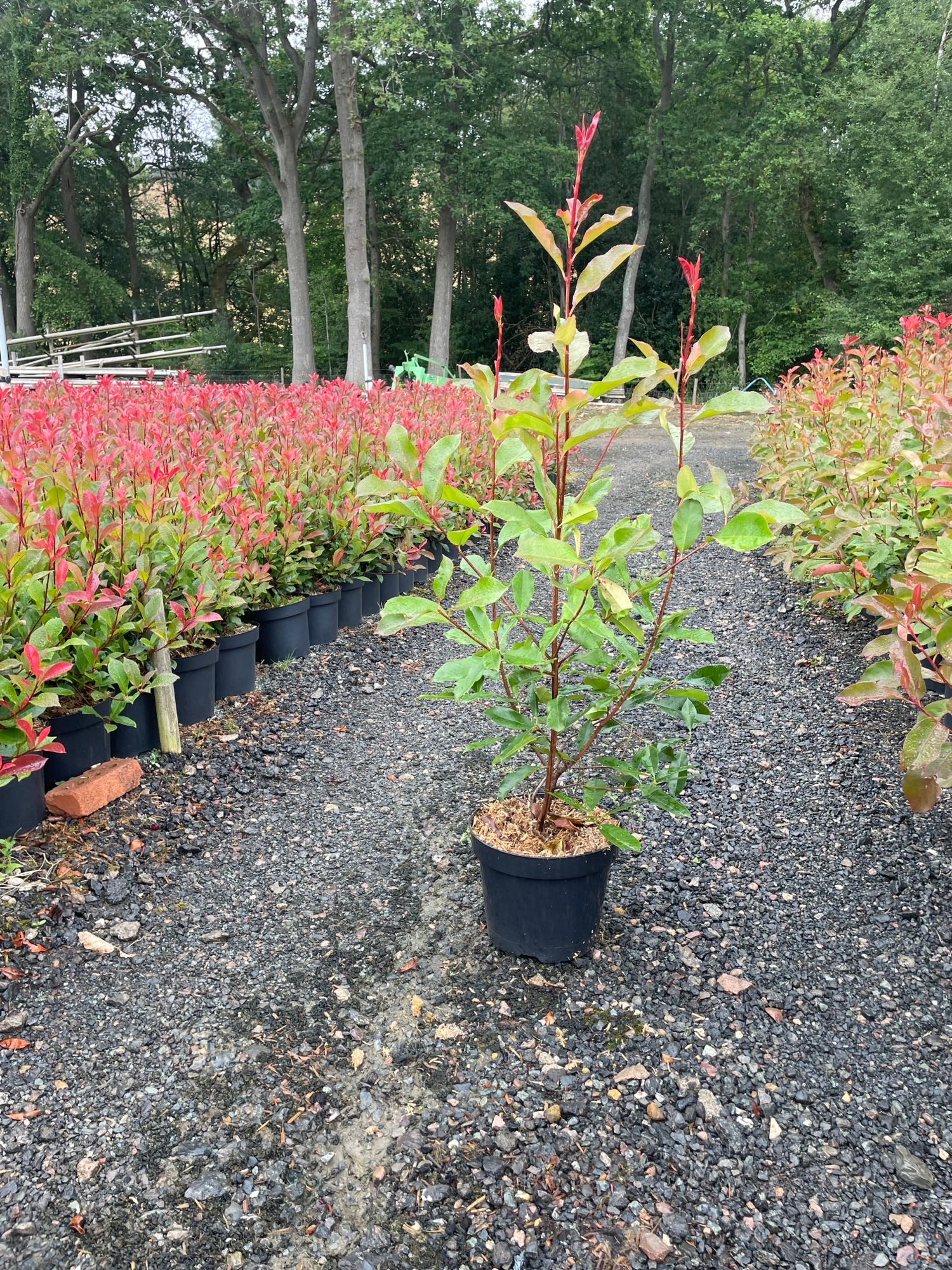 Photinia Red Robin 120-150cm 10 Litre Pallet Deal (x20)