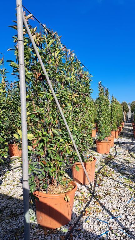 Photinia Red Robin Screening Panel 180cm Tall x 120cm Wide