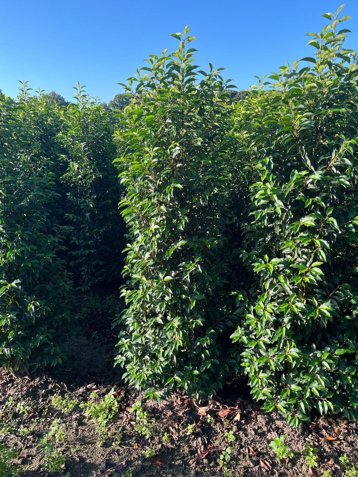 Portuguese Laurel (Prunus Lusitanica) Rootball - Ready to Plant Now