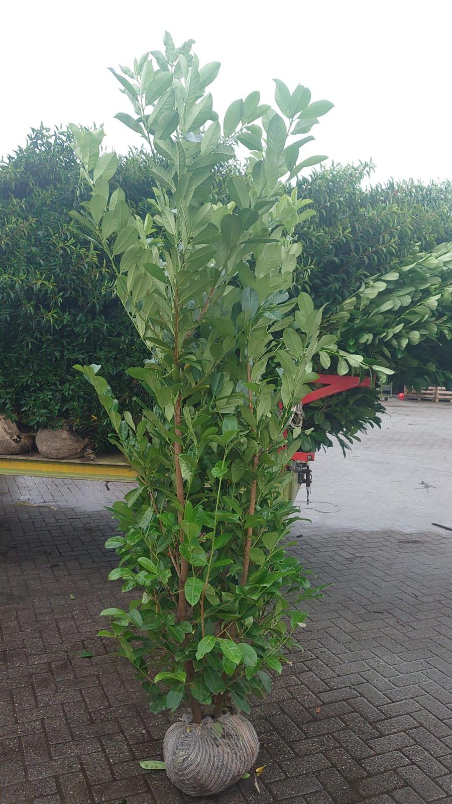 Cherry Laurel Rootball 200-225cm - Premium Quality, Great Value