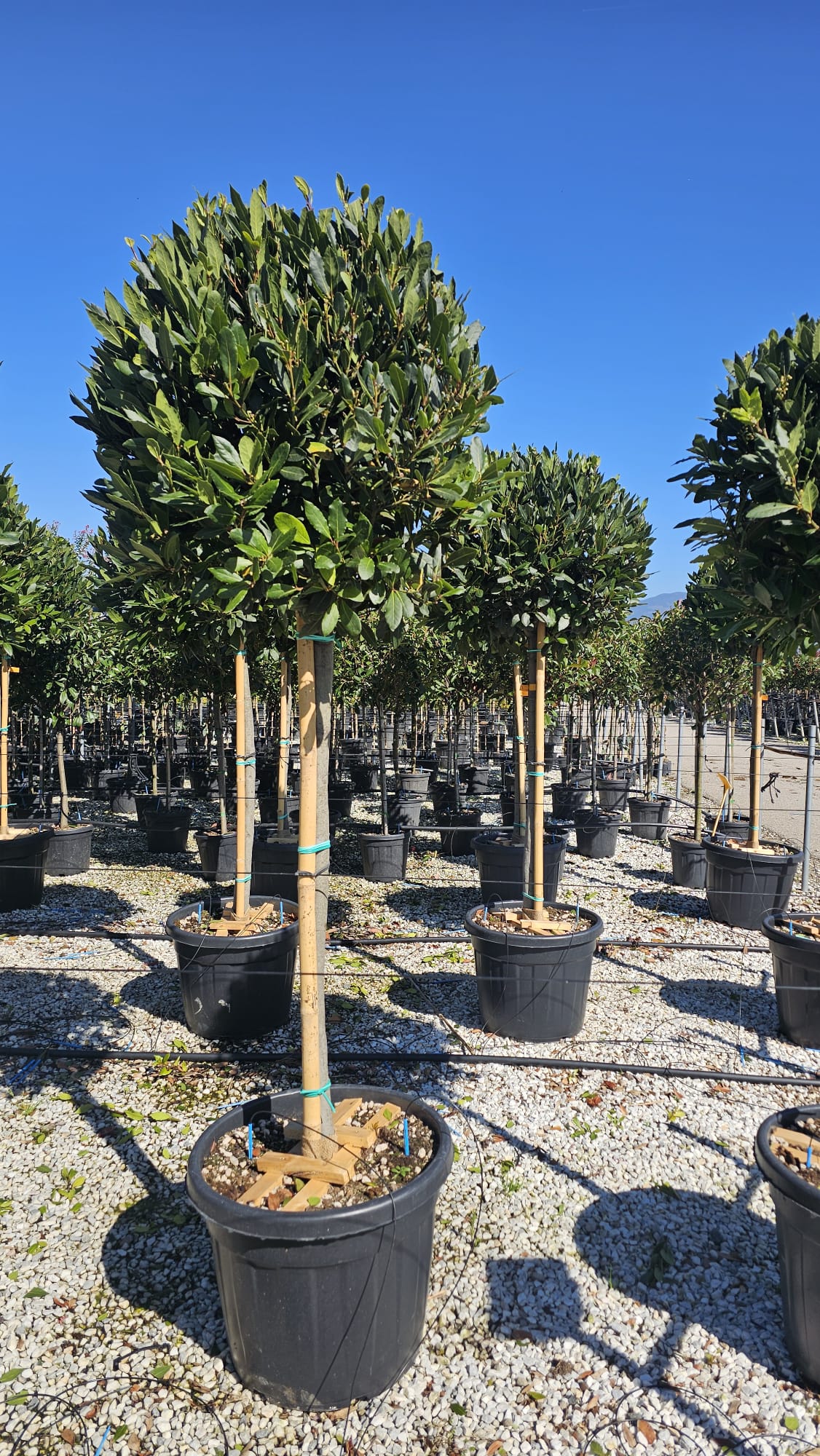 Bay Tree (Laurus Nobilis) 1/2 Std | 110cm Stem, 12/14cm Girth | 70-80cm Head