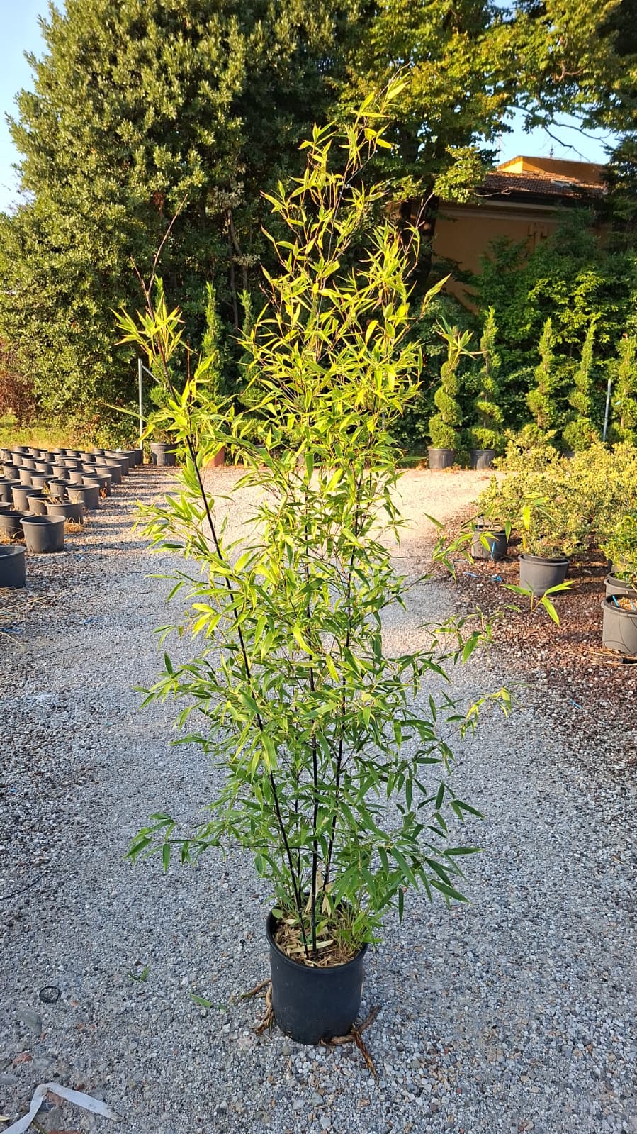 Black Bamboo (Phyllostachys Nigra) 1.25-1.5M m excluding pot