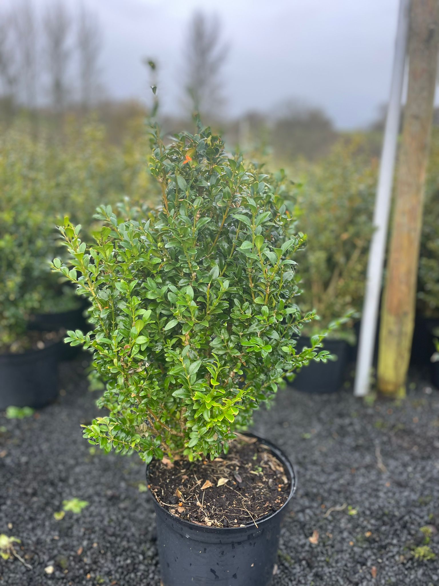 Buxus Sempervirens 5 litre pot 50-60cm high
