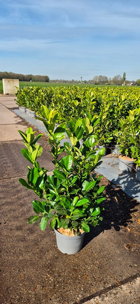Cherry Laurel (Prunus Laur. Rotundifolia) 6.5 litre pot 80+ cm