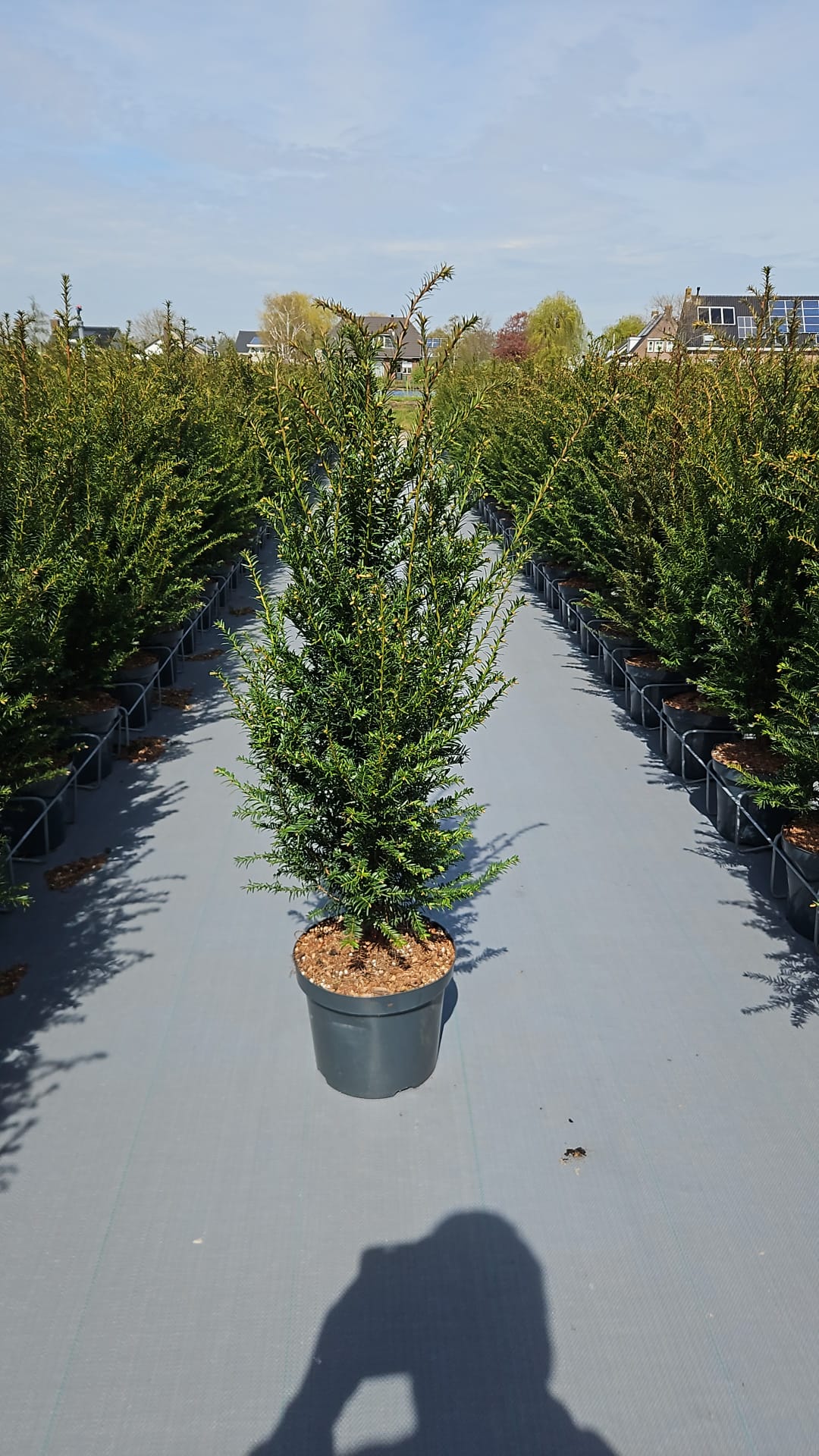 English Yew (Taxus Baccata) Potted 12 litre pot 1.2-1.3m