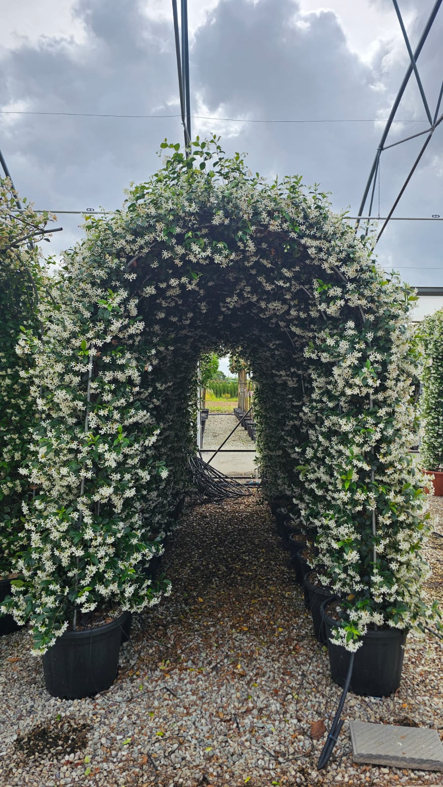 Trachelospermum Jasminoides (Star Jasmine) – 250cm High x 40cm Deep