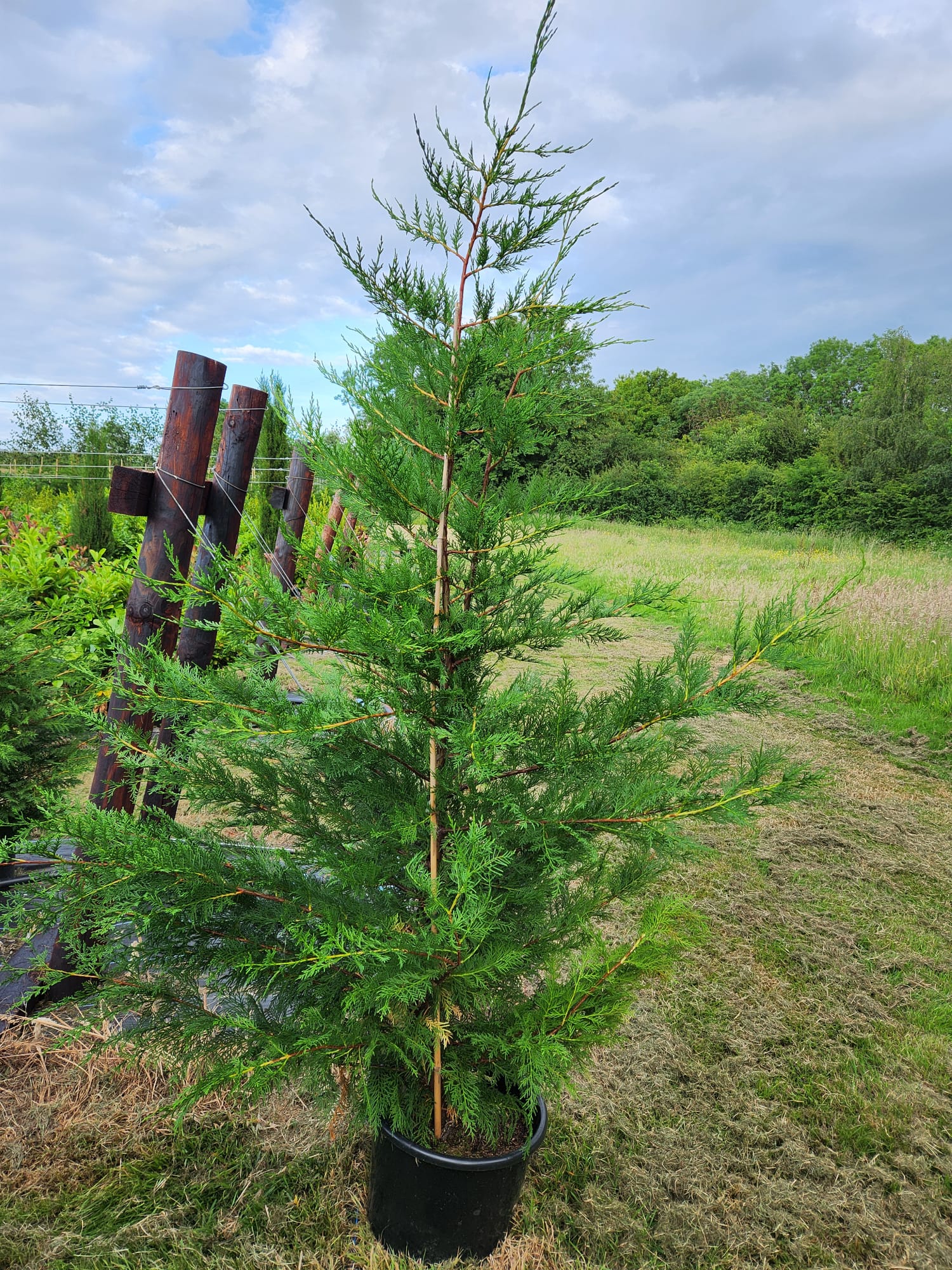 Leylandii Green (Cupressocyparis Leylandii) 200-220cm 20lt