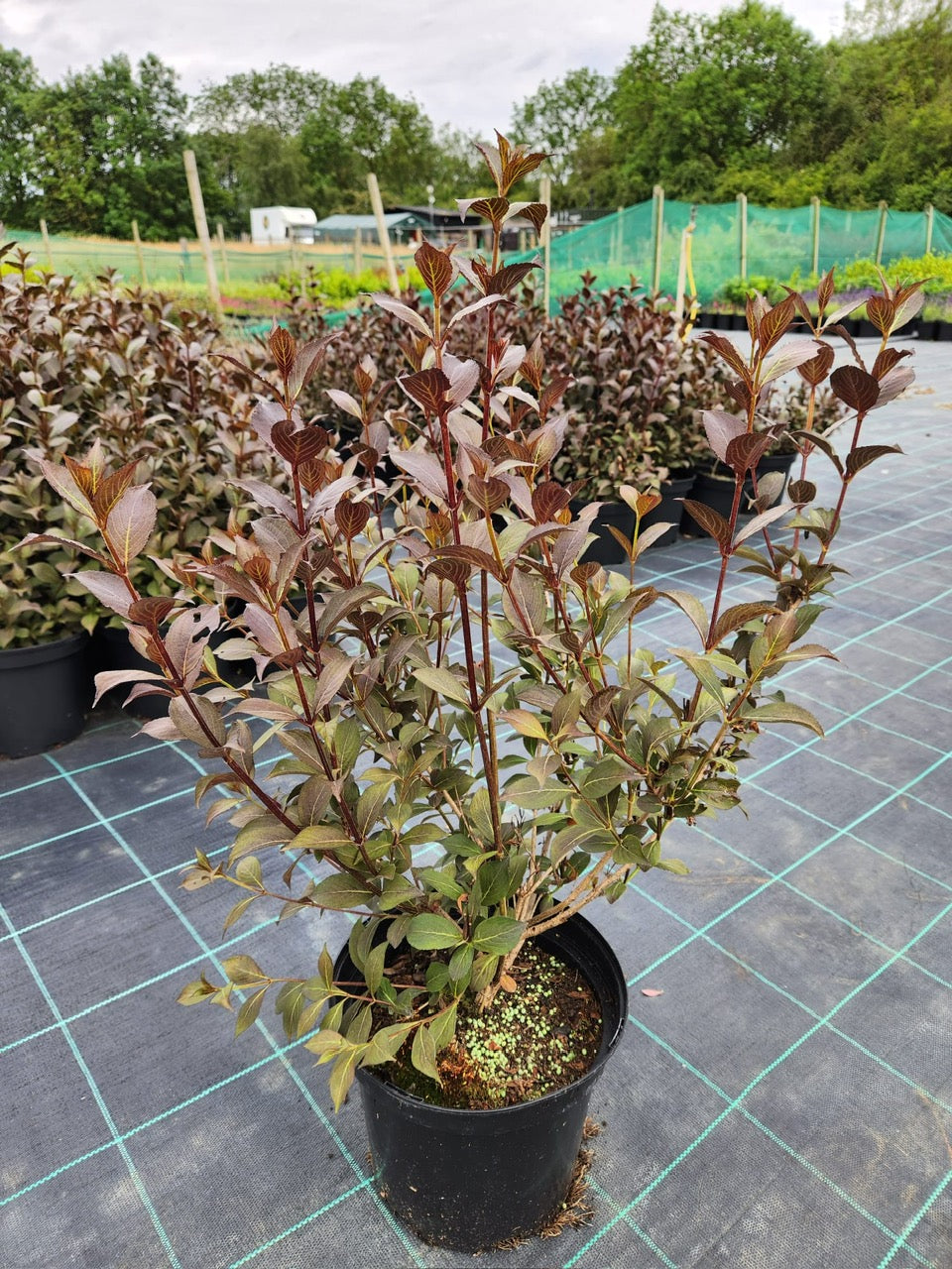 Weigela Foliis Purpureis 5 Litre 60cm