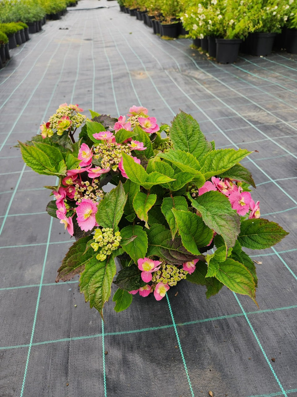 Hydrangea Serrata 5 Litre 30/40cm Wide