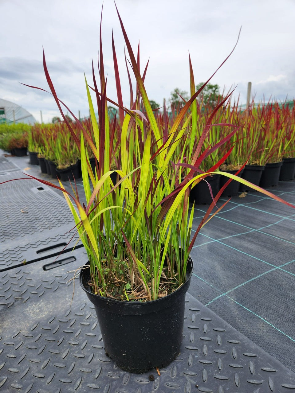 Imperata Red Baron 5 Litre 40/50cm