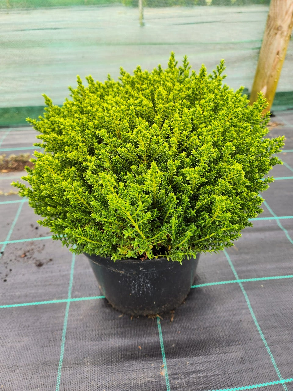 Hebe Green Mound 5 Litre 25cm Wide