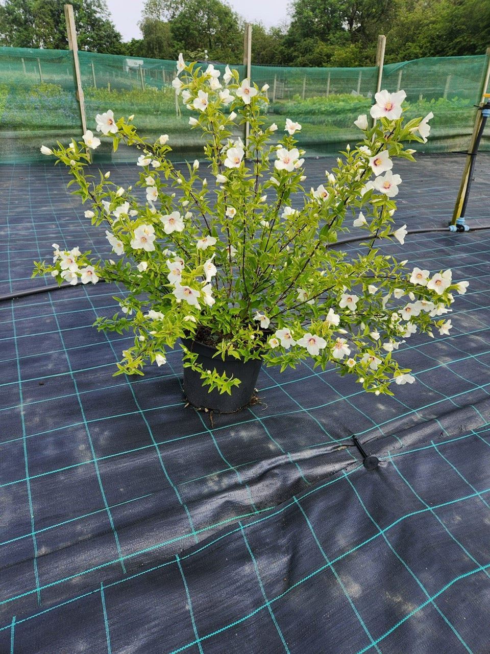Philadelphus Belle Etoile 10 Litre 60/80cm