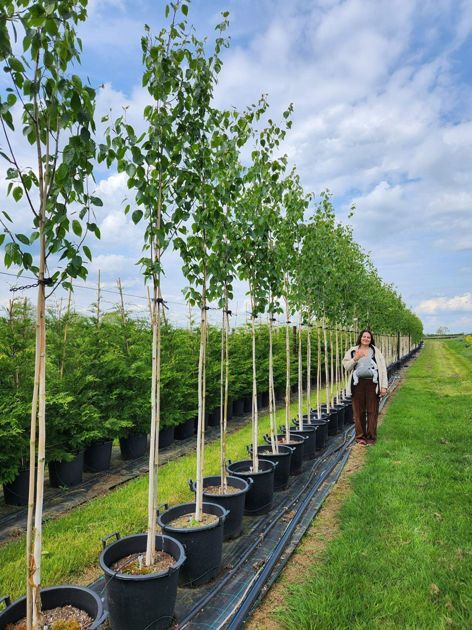 Betula Utilis Jacquemontii (Himalayan Birch) | 350-400cm Total Height | 8cm Girth