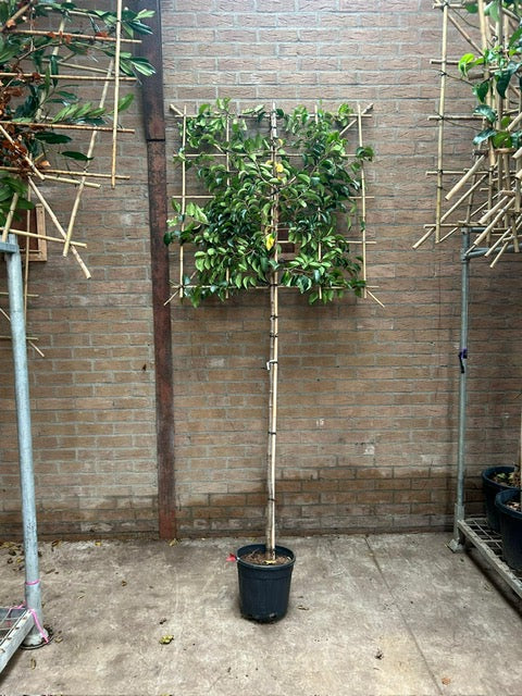 Prunus Lusitanica Pleached 1.2m Stem, 1.2 x 1.2m Frame, 8-10cm Girth