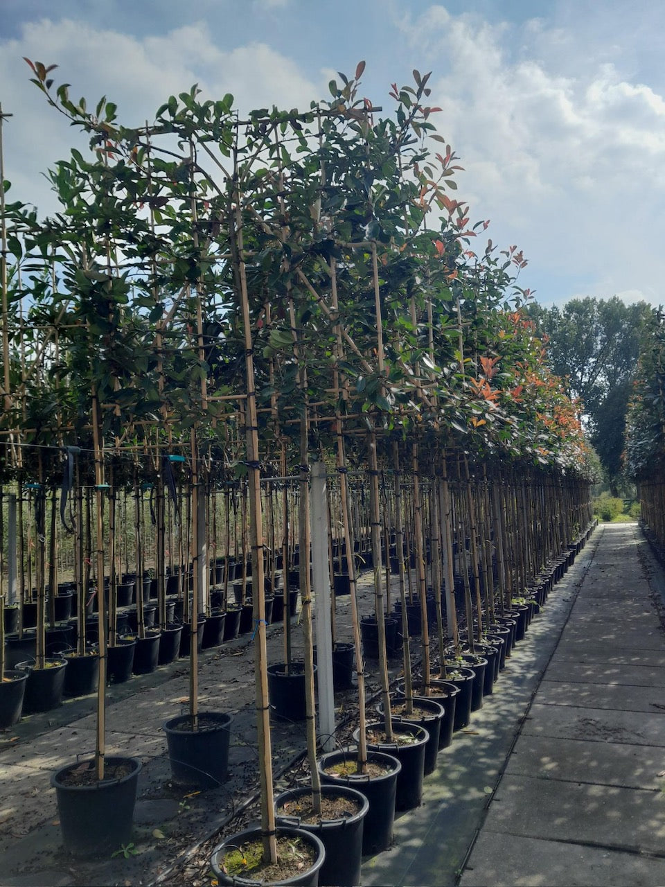 Photinia Red Robin Pleached (Espalier) Stem: 180cm, Frame: 120x120cm