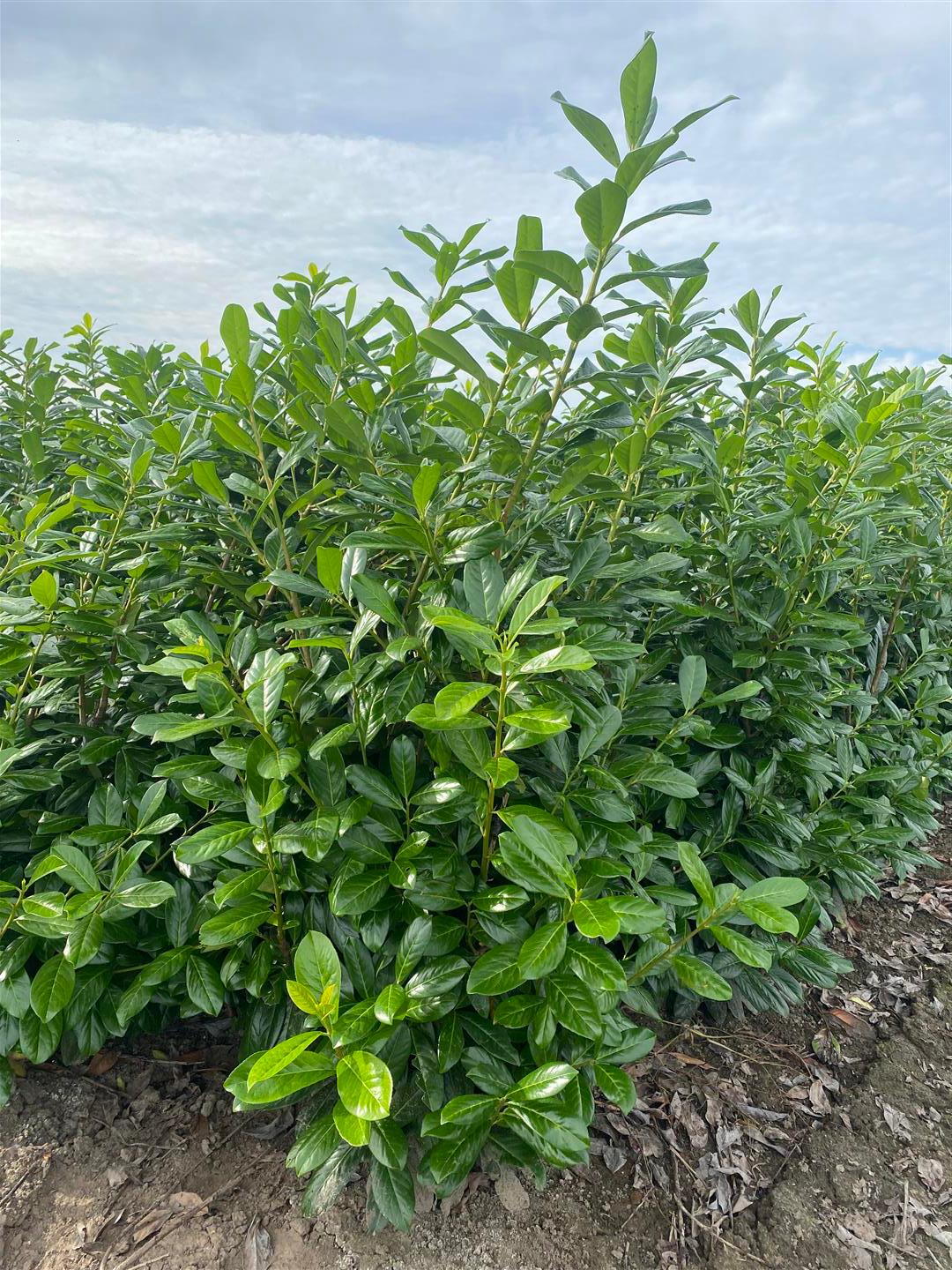Novita Laurel Rootball 180-200cm - Premium Quality, Unbeatable Price