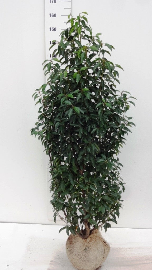 Portuguese Laurel (Prunus Lusitanica) Rootball - Ready to Plant Now