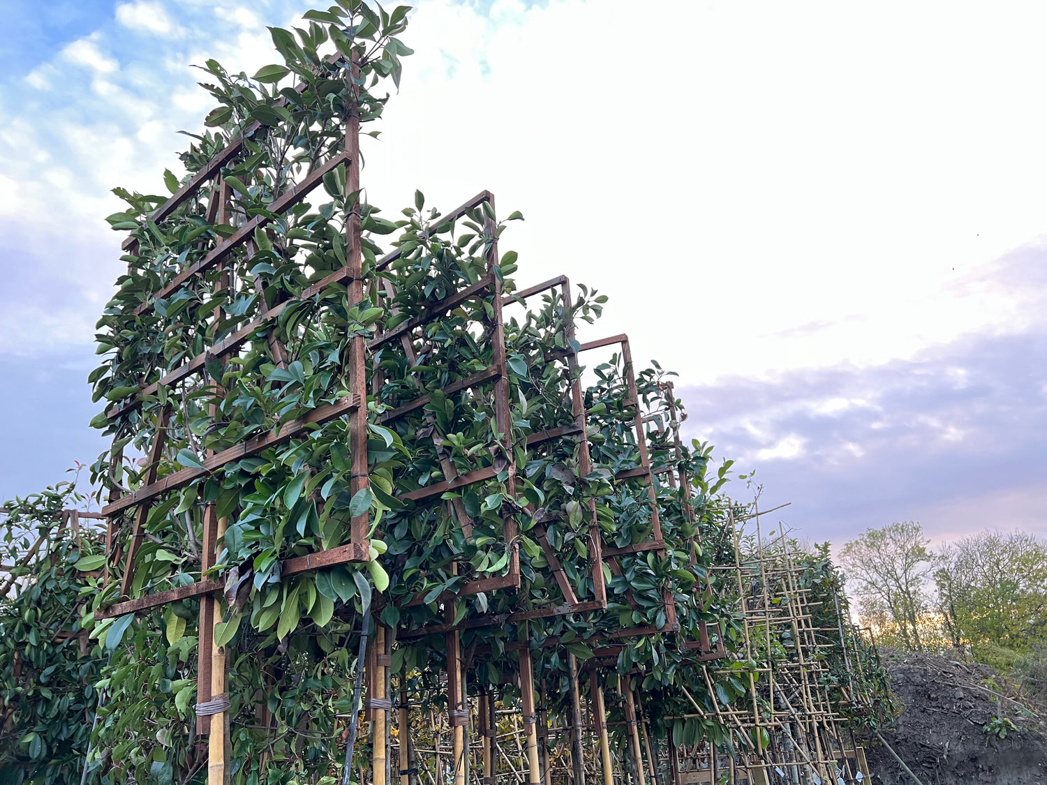 Pleached Trees