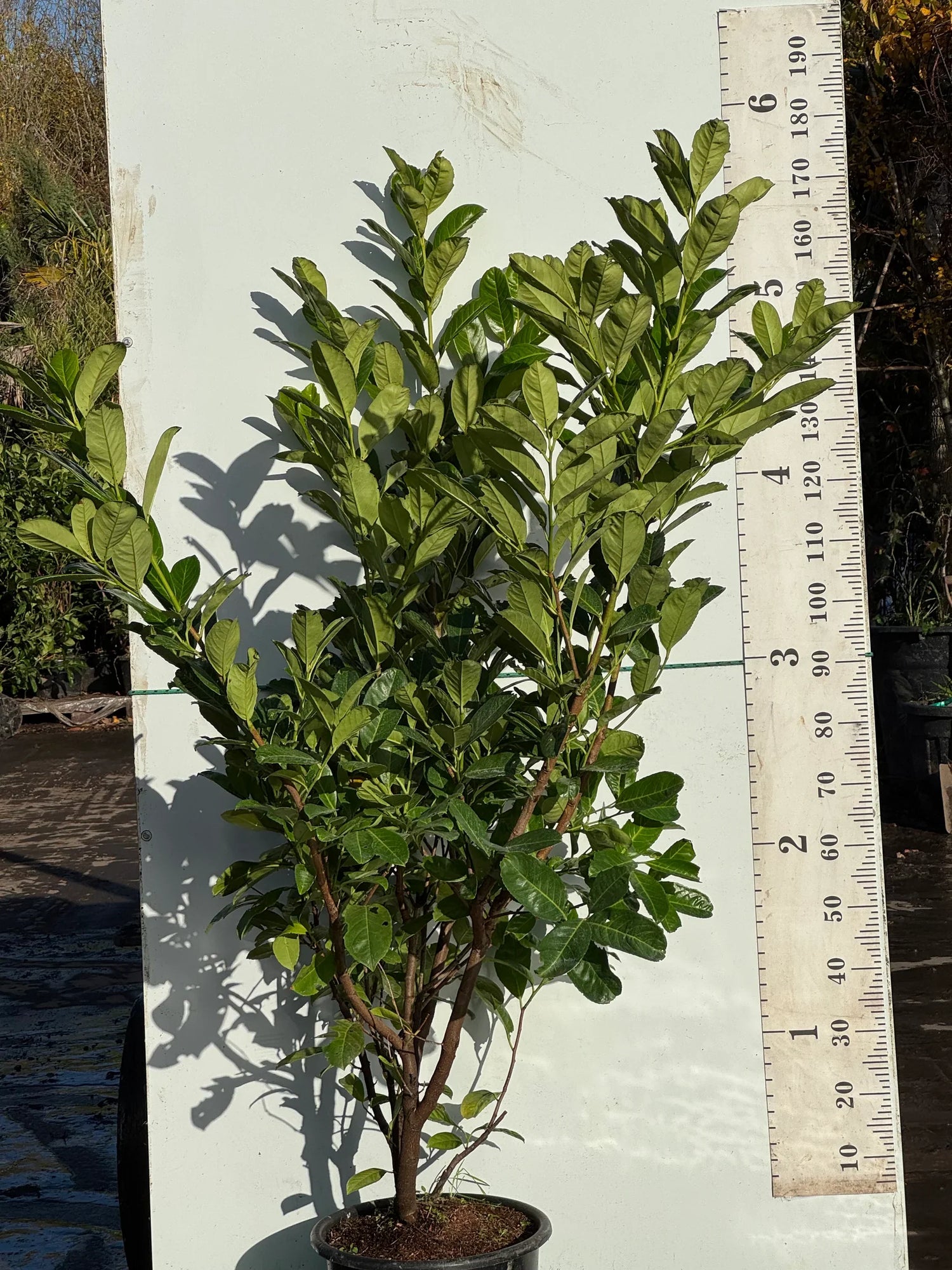 Laurel Potted In Stock Now