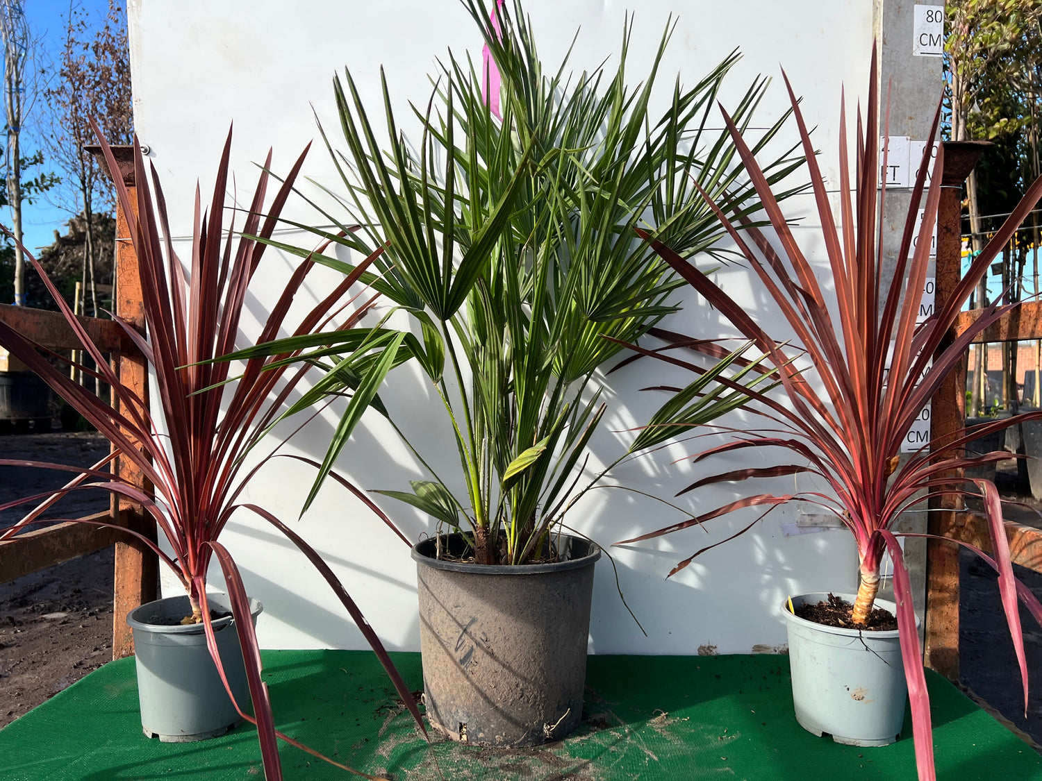 Hardy Tropical Plants