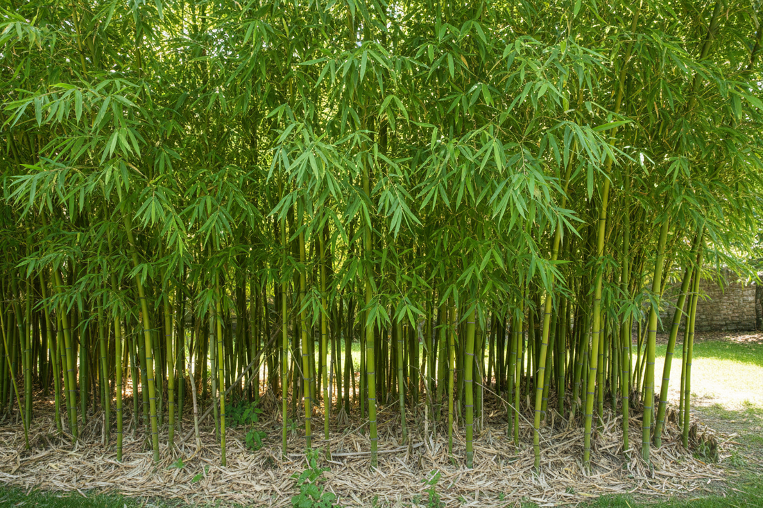 Bamboo