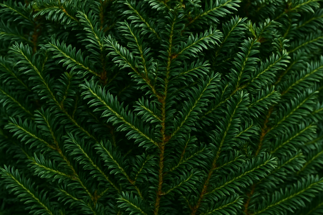 English Yew (Taxus Baccata)