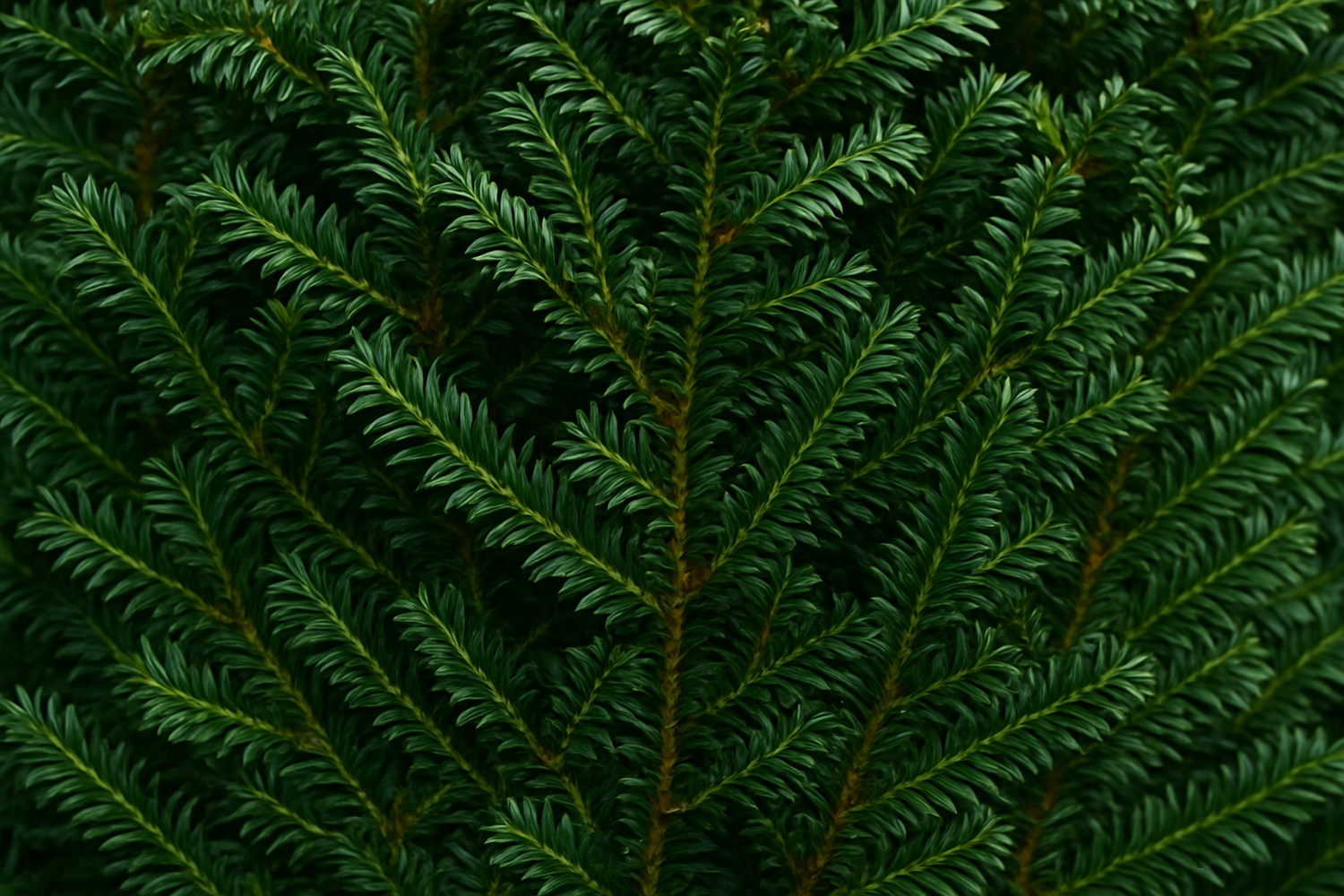 English Yew (Taxus Baccata)
