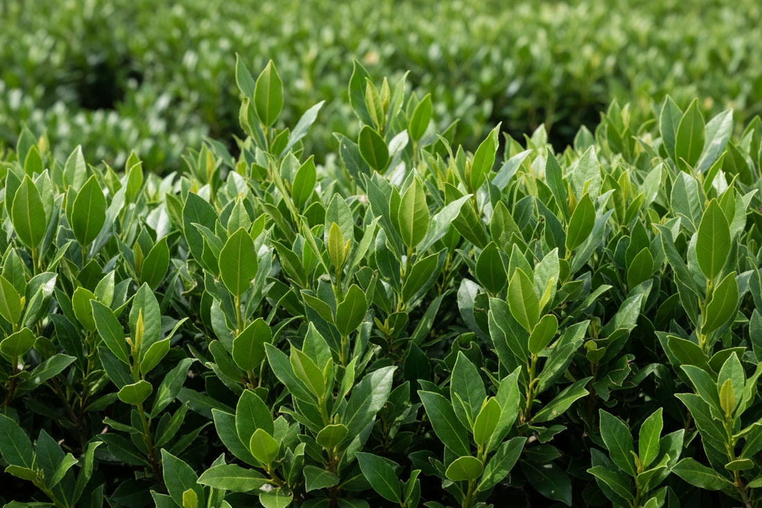 Laurus Nobilis (Bay Laurel)