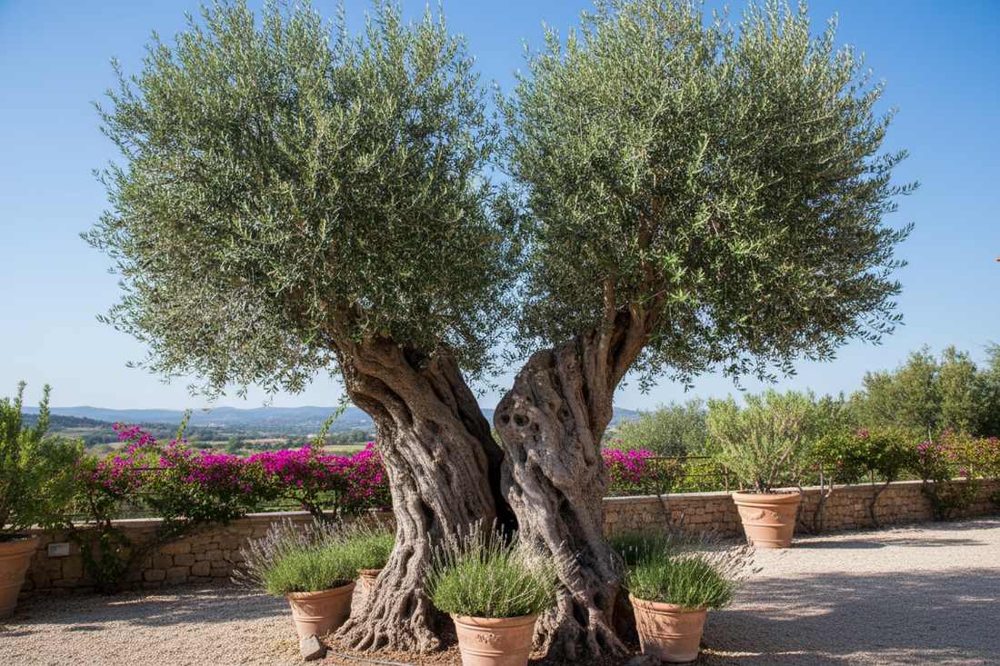 Olive Trees