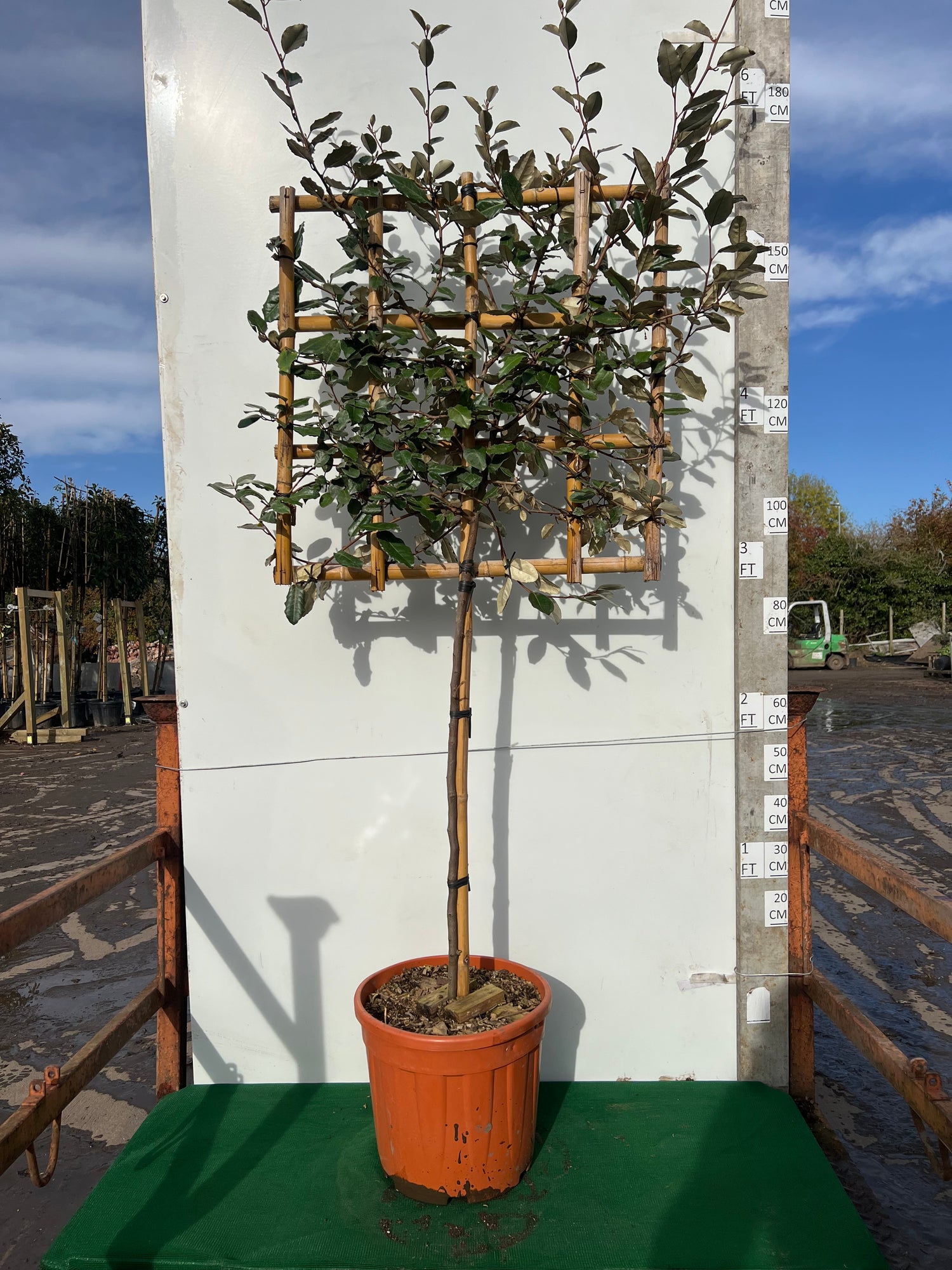 Pleached Elaeagnus Ebbingei - 80cm Stem / 70x70cm Frame