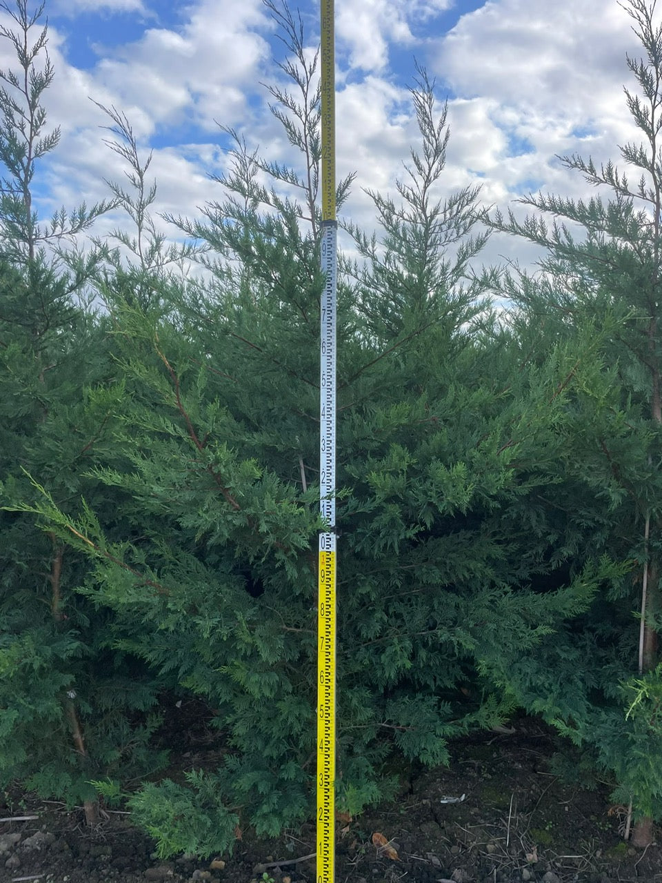 Leylandii Green (Cupressocyparis Leylandii) 250-300cm Rootball