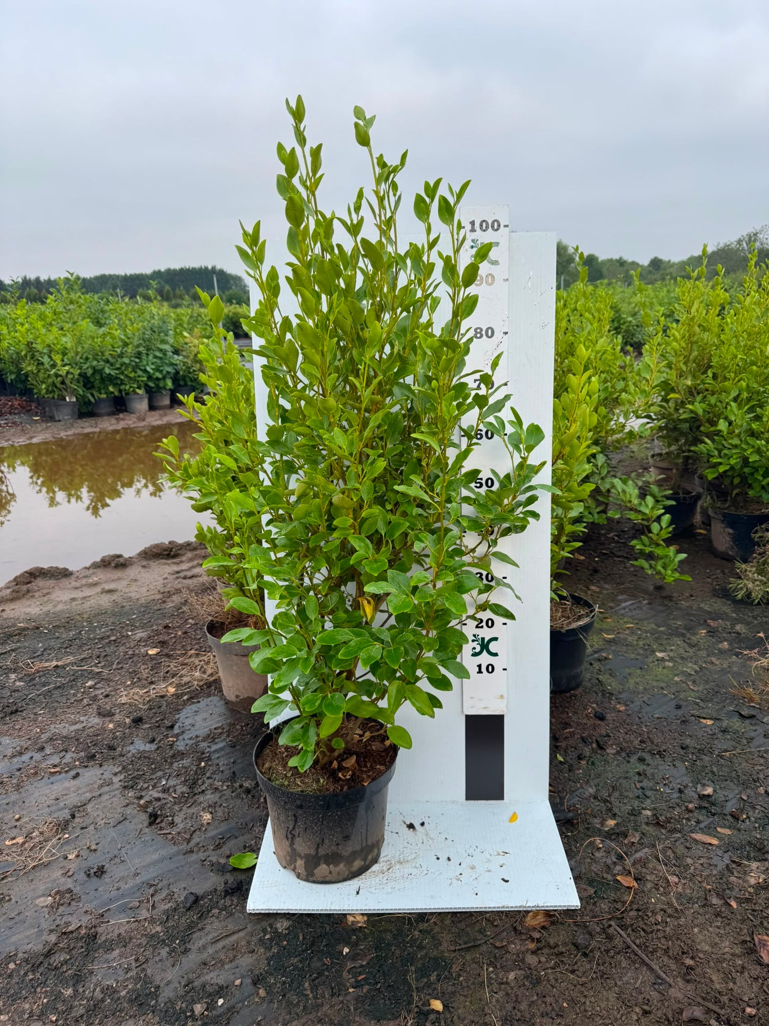 Griselinia Littoralis 100-120cm 10 Litre