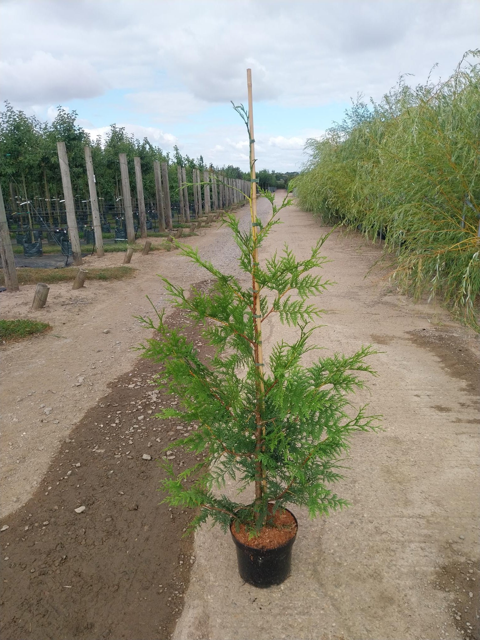 Thuja plicata &